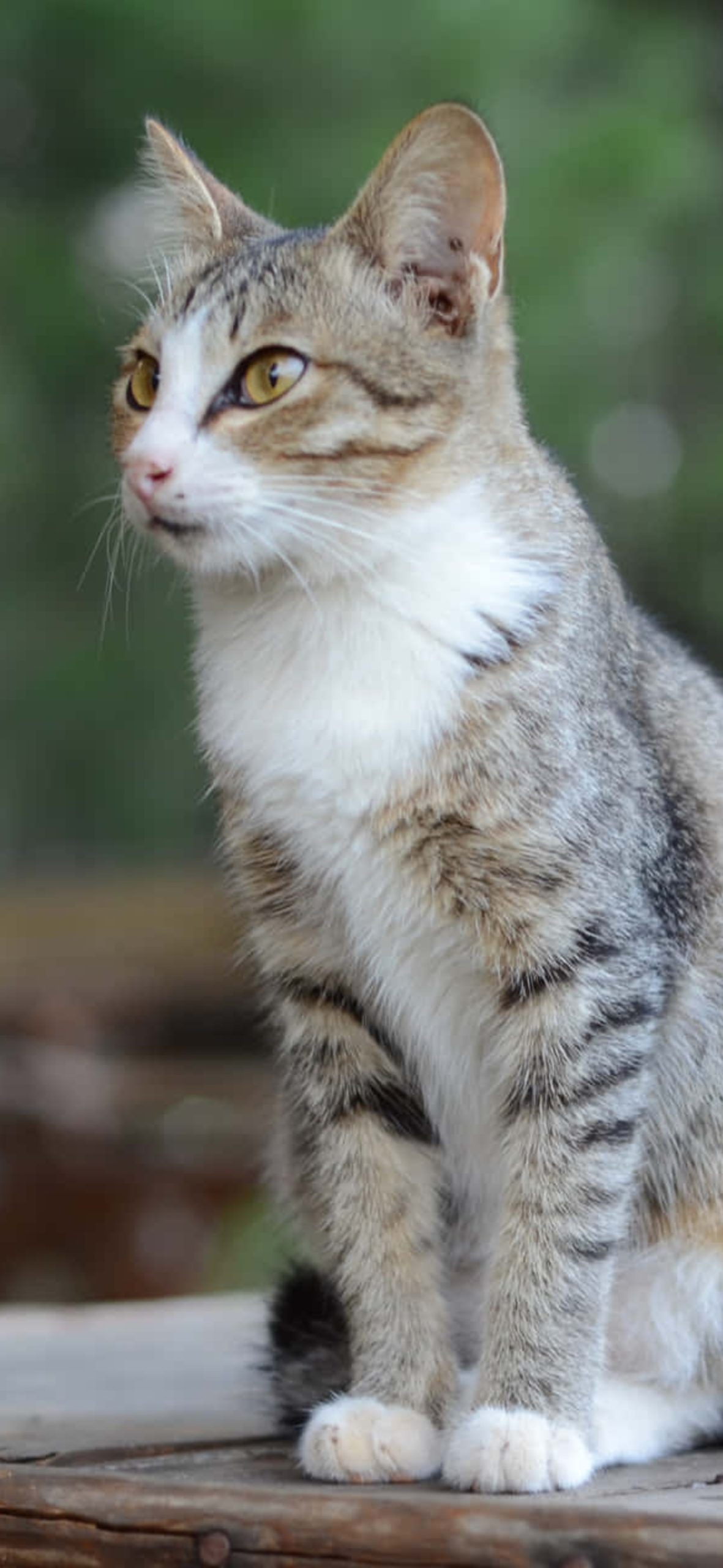 Cute Cat - Ultra HD iPhone 17 Wallpaper