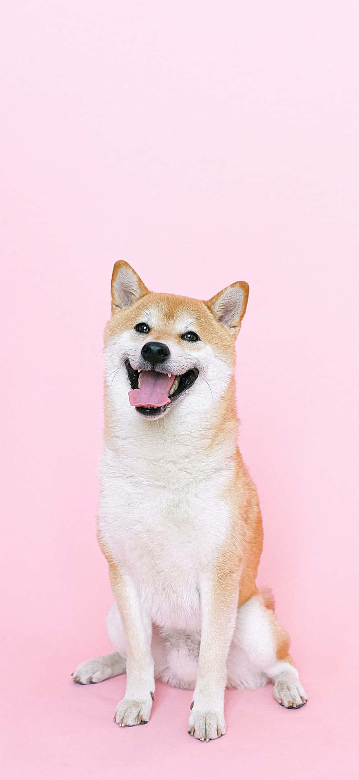 Corny Cute Dog Wallpaper