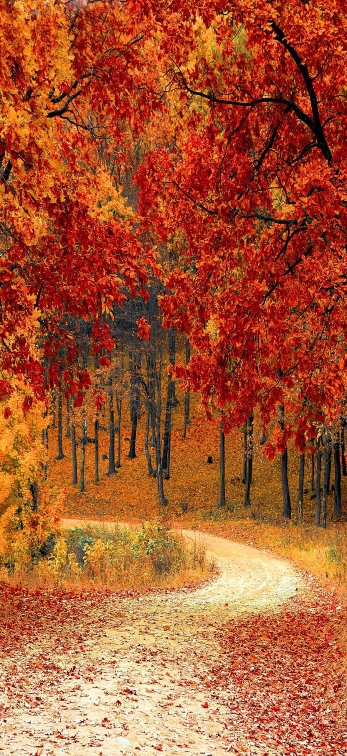 Fall Autumn Forest Road