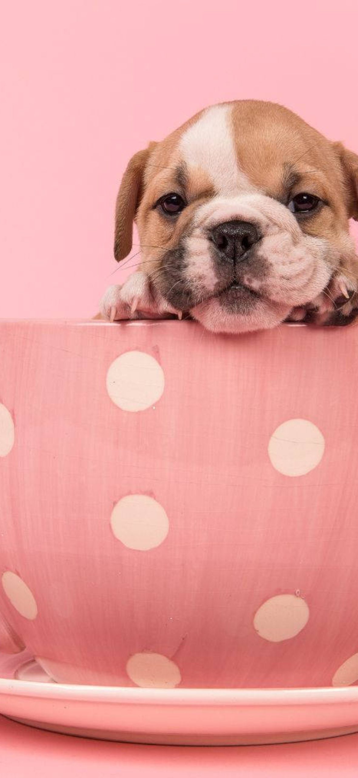 Baby Bulldog iPhone 17 Wallpaper