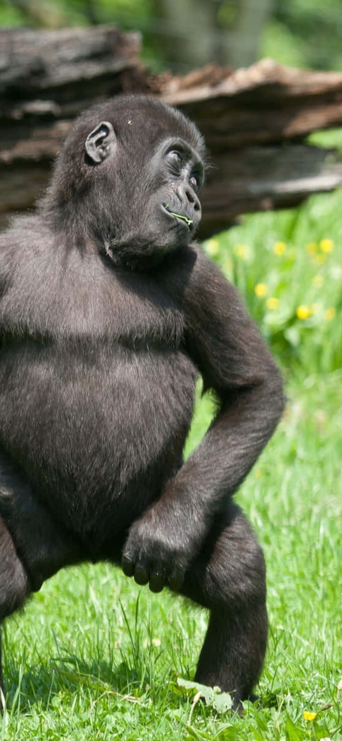 crop_13|Cute Gorilla iPhone 17 Wallpaper