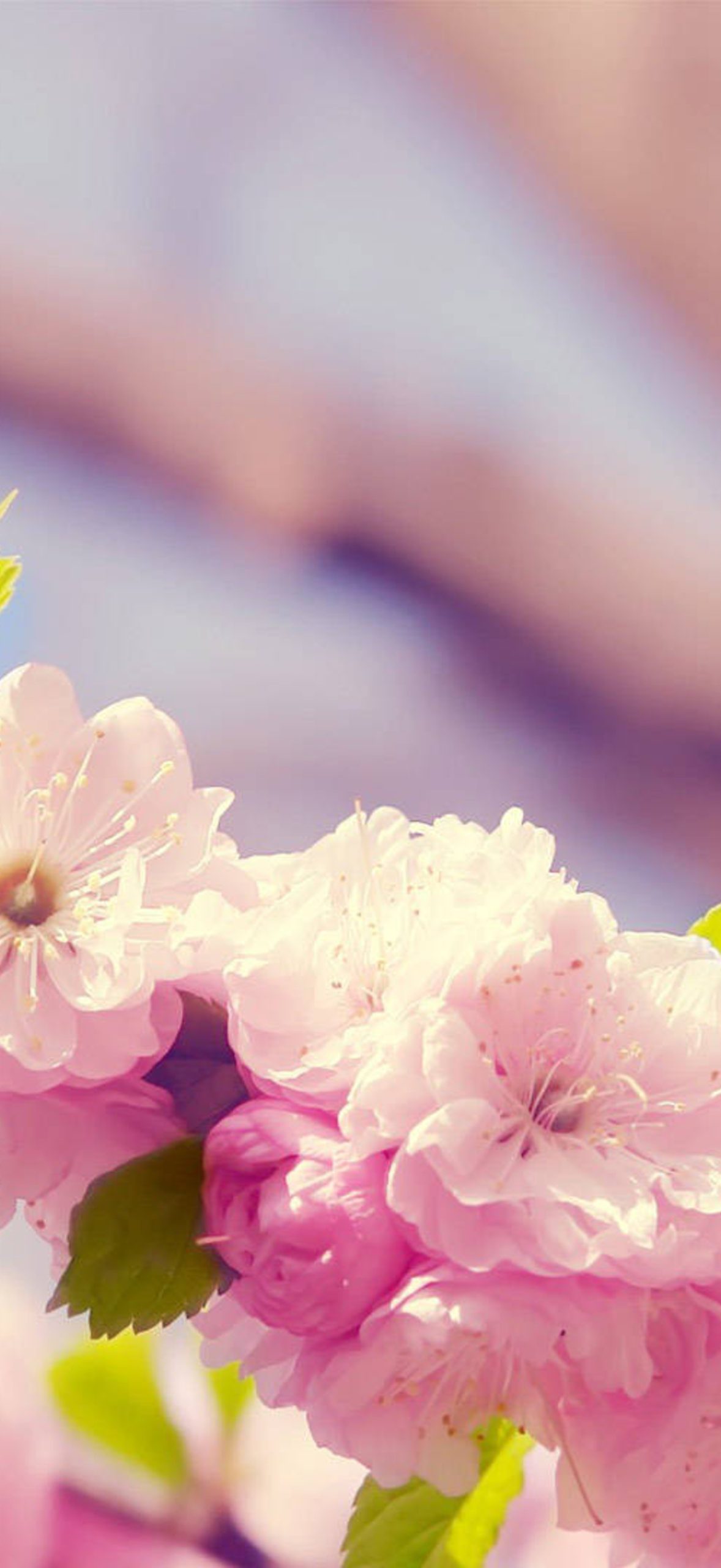 Lovely Cherry Blossoms Spring