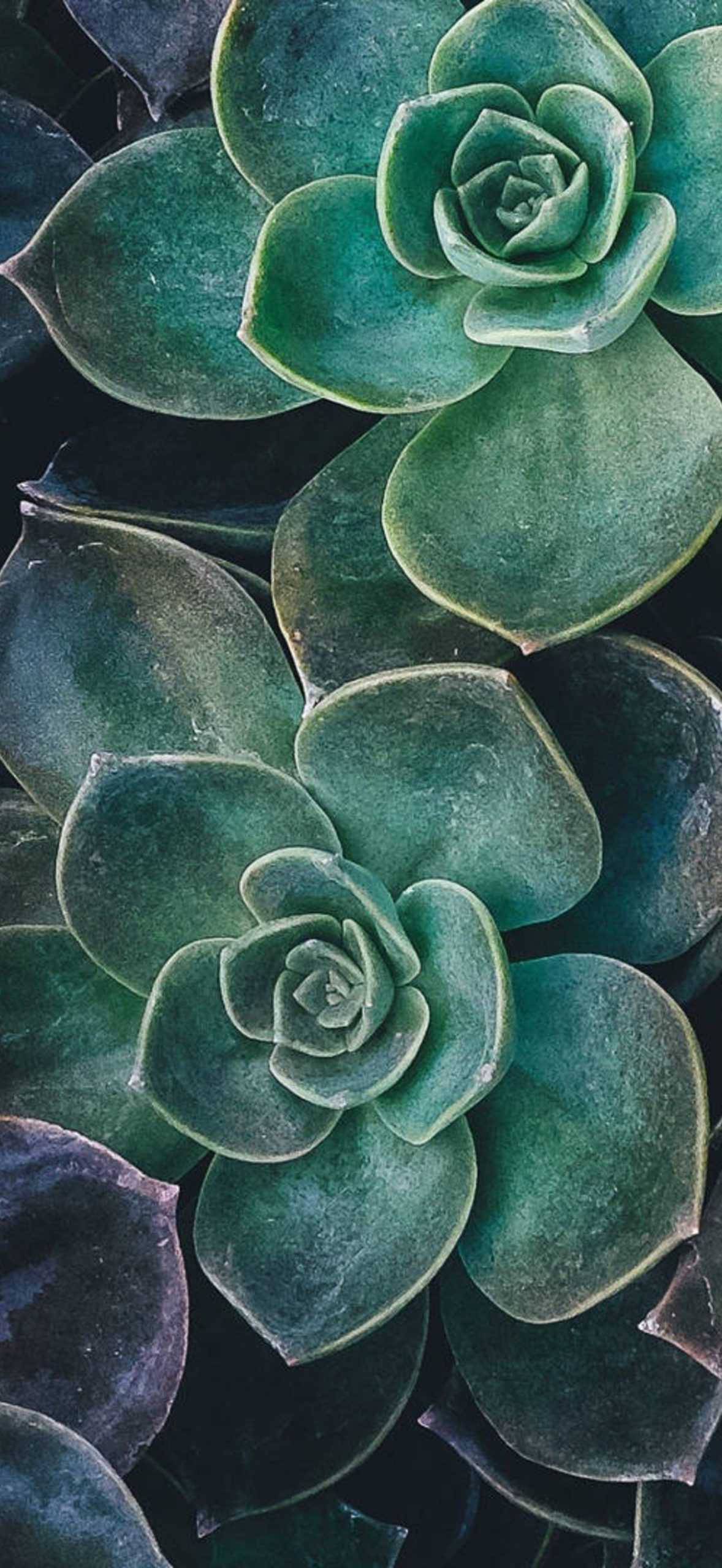 Nature Green Rose Succulent Plants