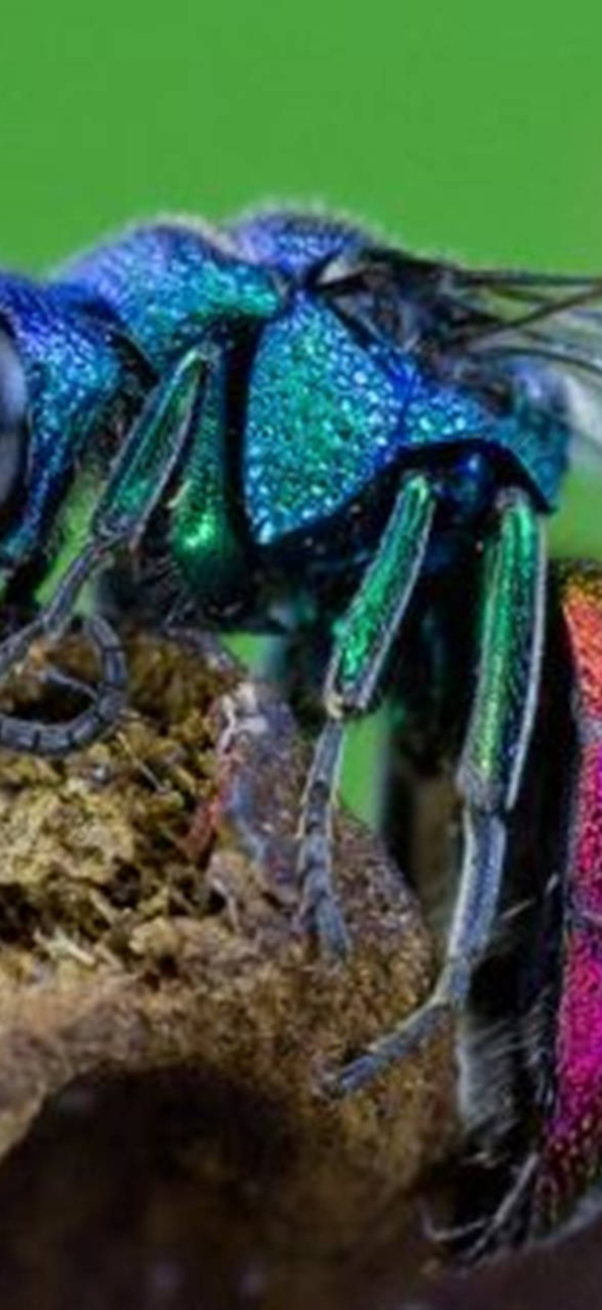 Wasp Ruby-tailed Specie