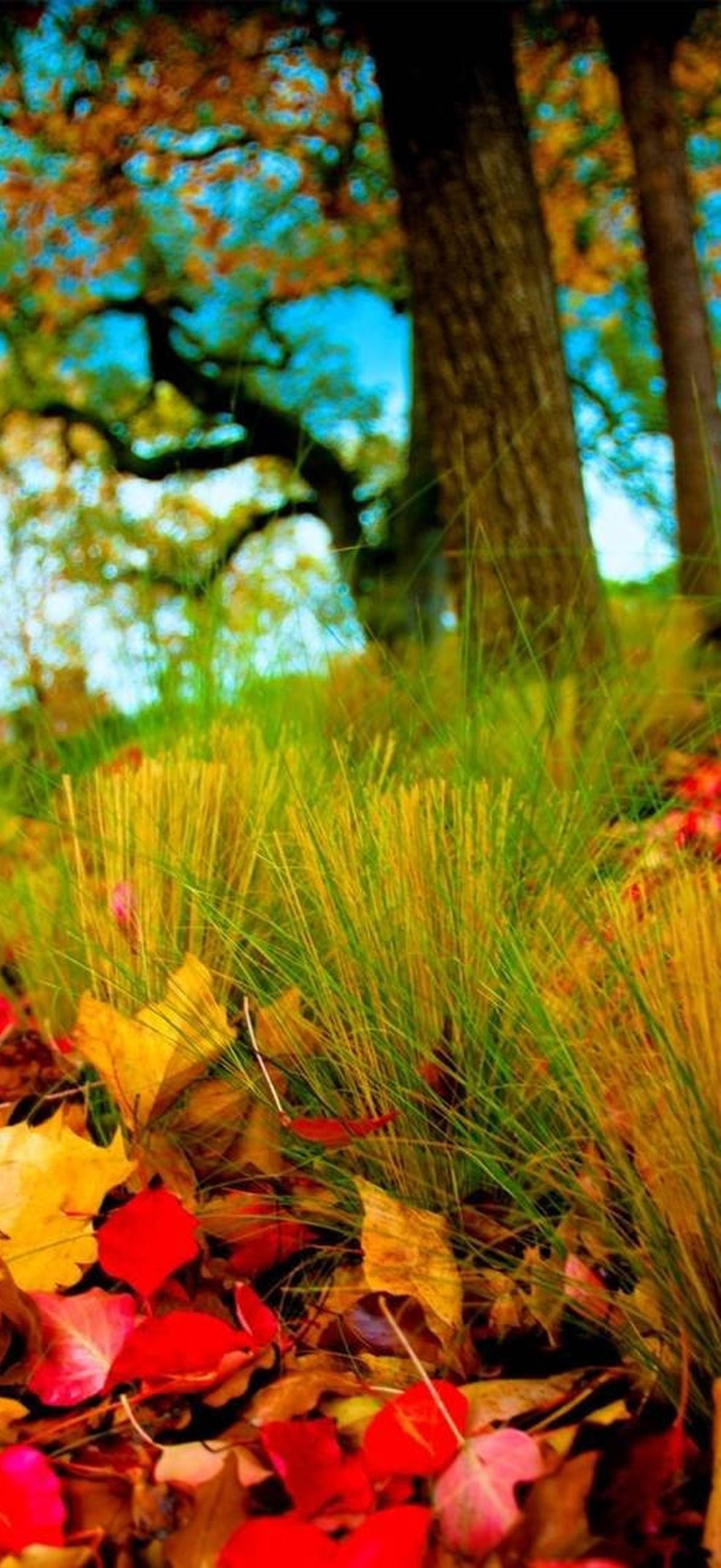 1920x1080 Full Hd Nature Autumn Leaves Yam6gucrksee0jqj