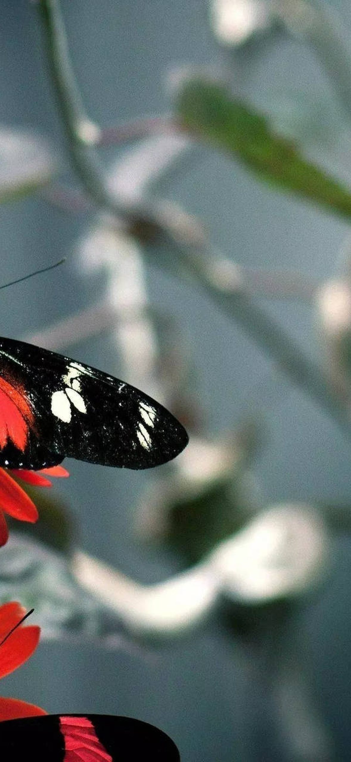 32k Ultra Hd Nature Butterfly on Branch J5yz4bvmygk8bbe4