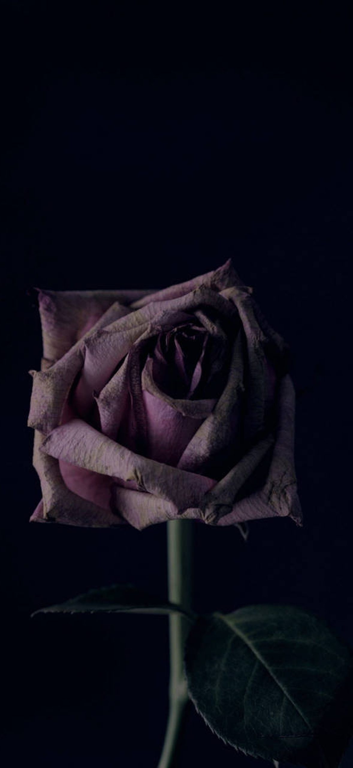 4k Withered Rose 7kfsbxkb35n5ul1m