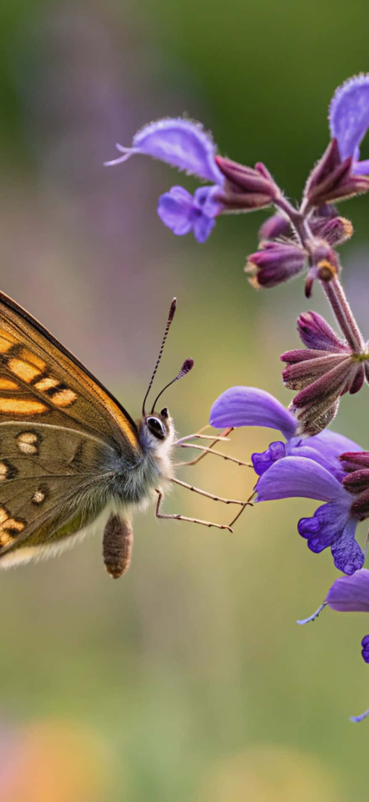 an Enchanting Close up of a Brown Argus