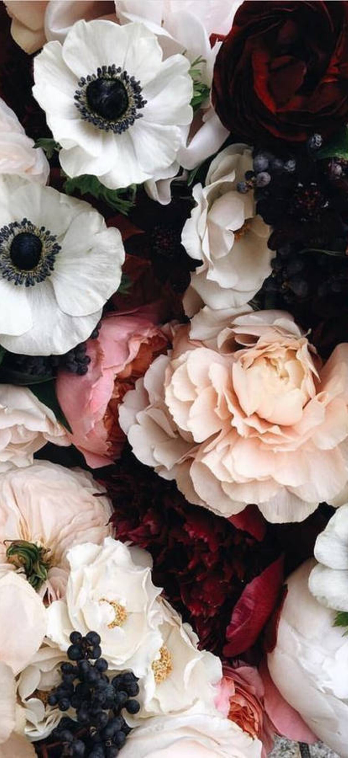 Anemone-Flower-Tzsdme69Fvlamcby