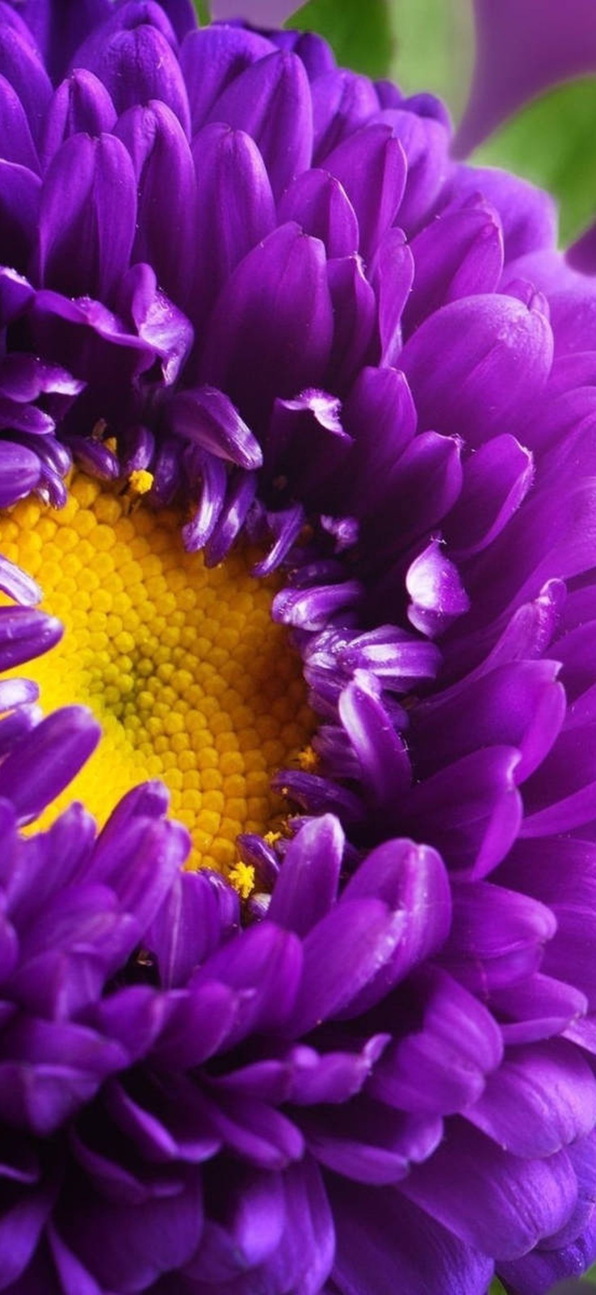 Aster Yellow Florets Purple Flowers 473bw5s0p3w9w6hv