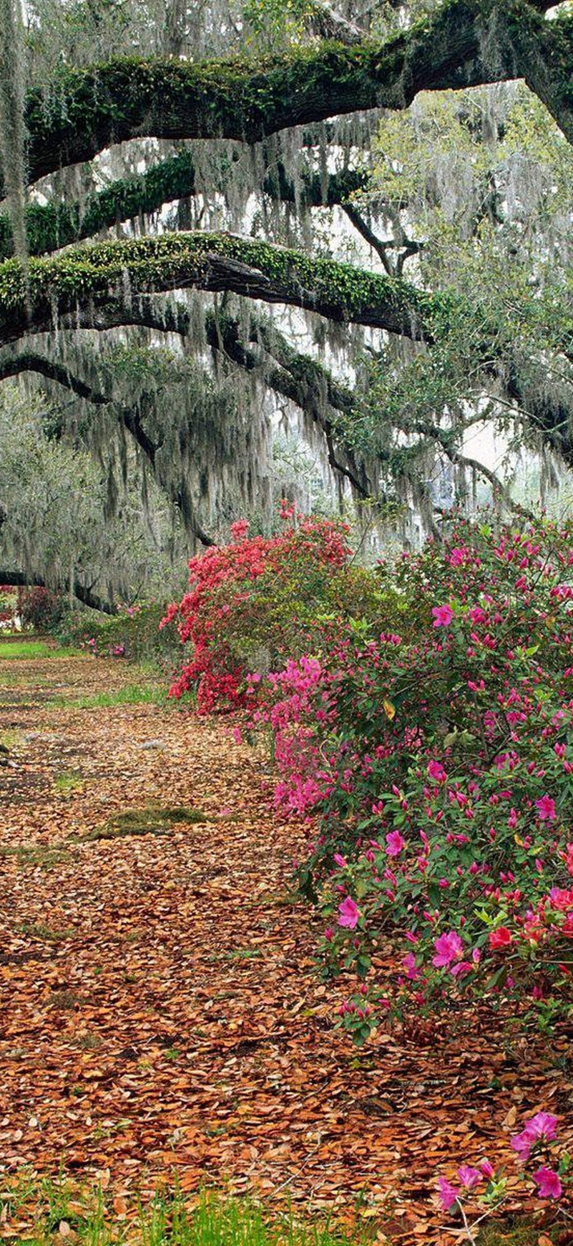 Azaleas in South Carolina Iztlbc5e1ukfkjvi