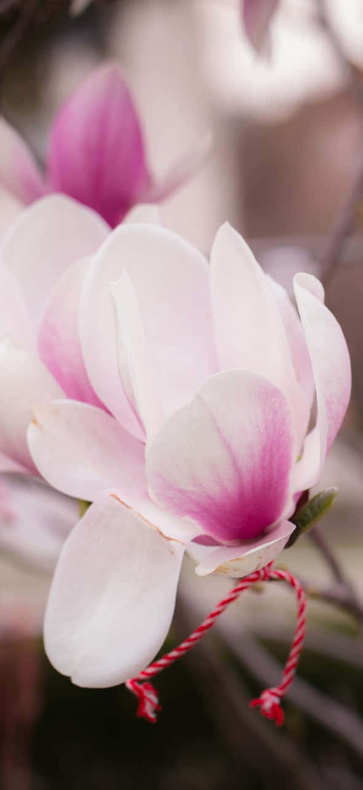 Beautiful and Fragrant Yulan Magnolia Flower Pxt4yhy72mrdbp57