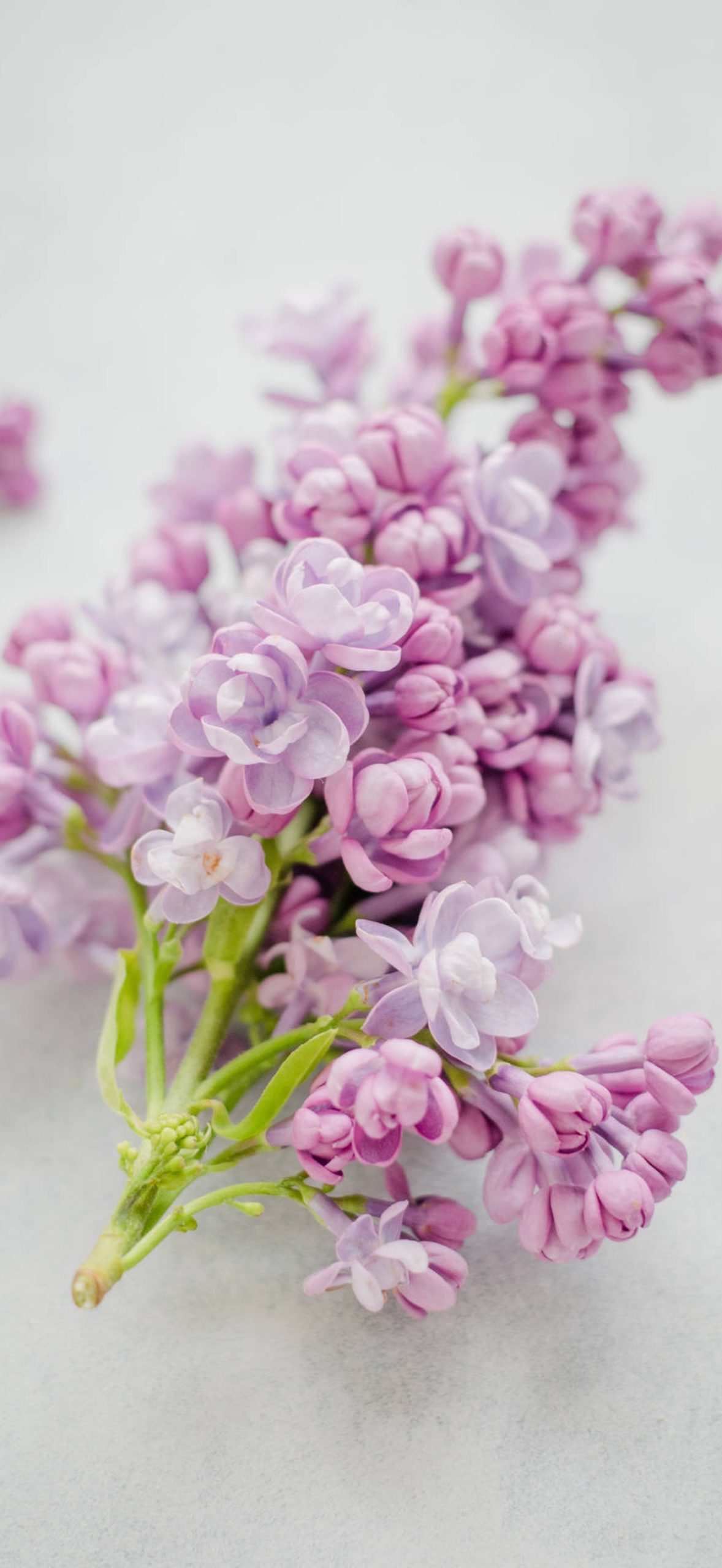 Beautiful Nature Pink Lilac Y2g5fiya62ctqks8