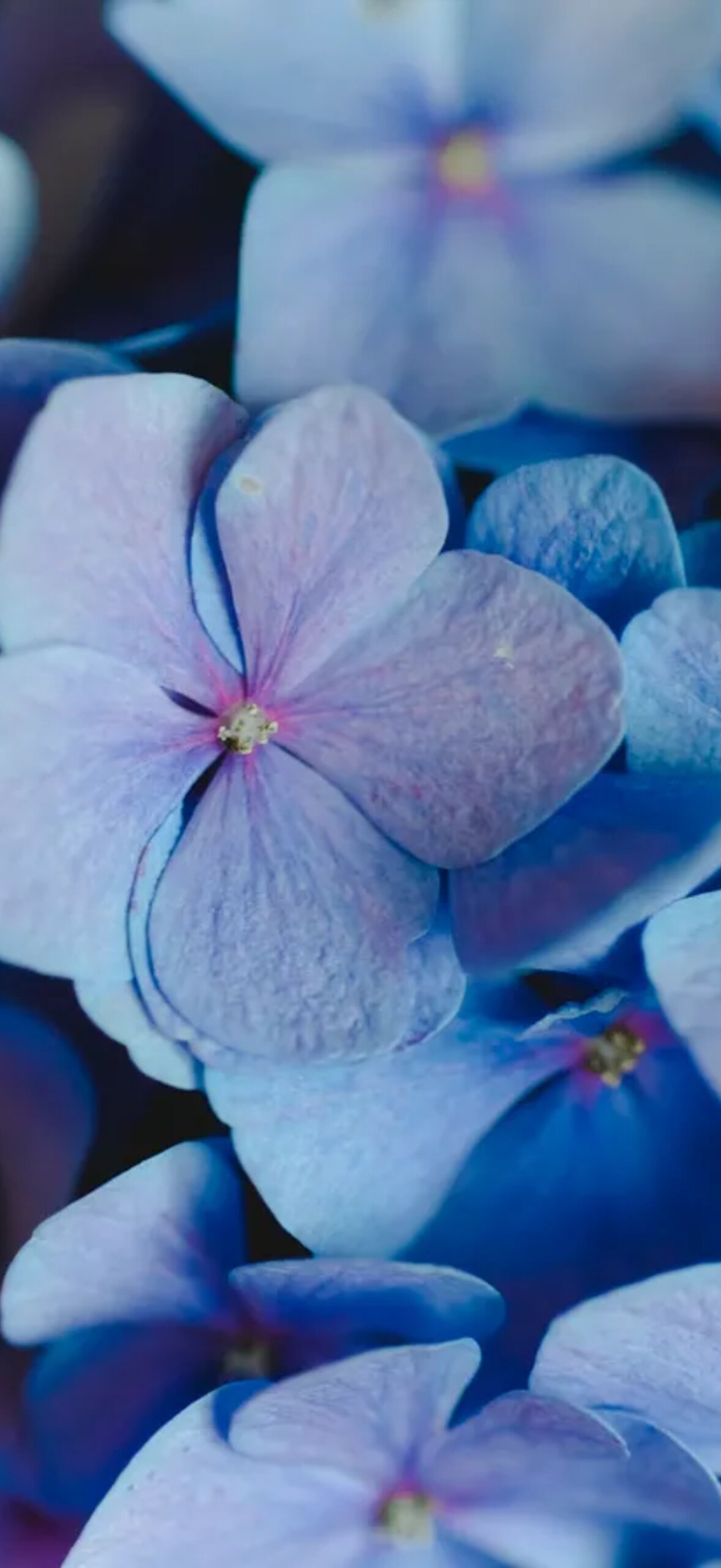 Blue Flowers Aesthetic Vylszxwb2Tqg74F8.Jpg