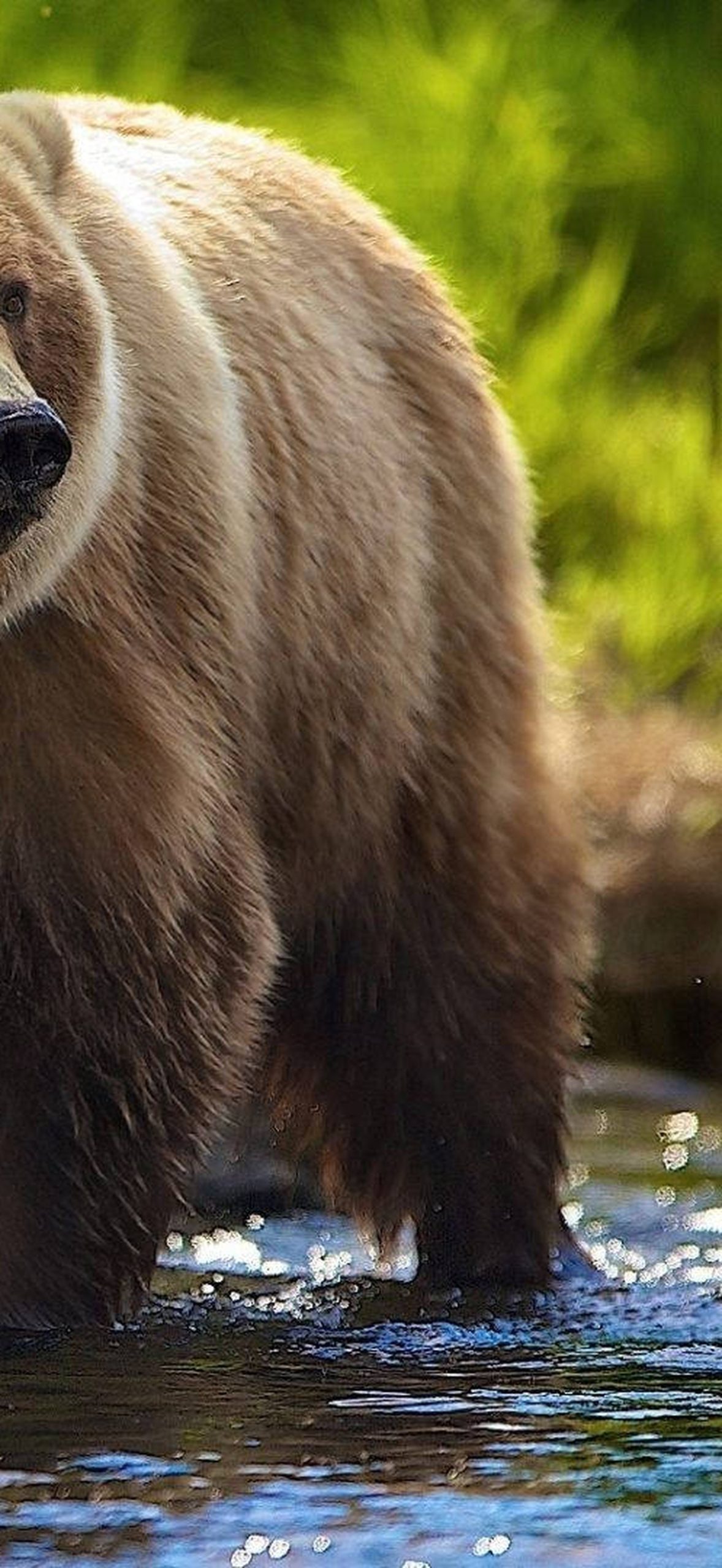 Brown Bear in River Emdhkrd5ot16t2pw