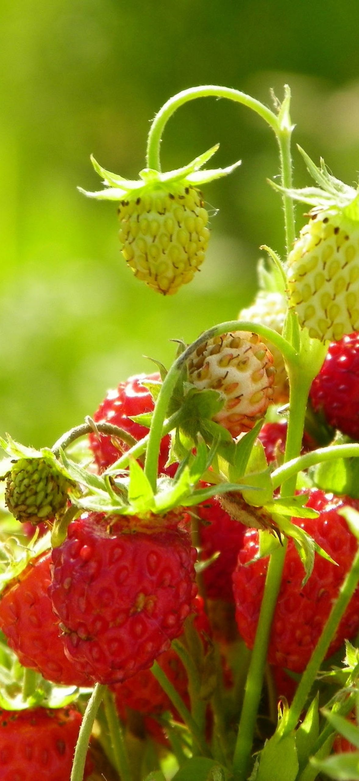Bush Bearing Strawberry Desktop Ceg4v4nuousp51sl