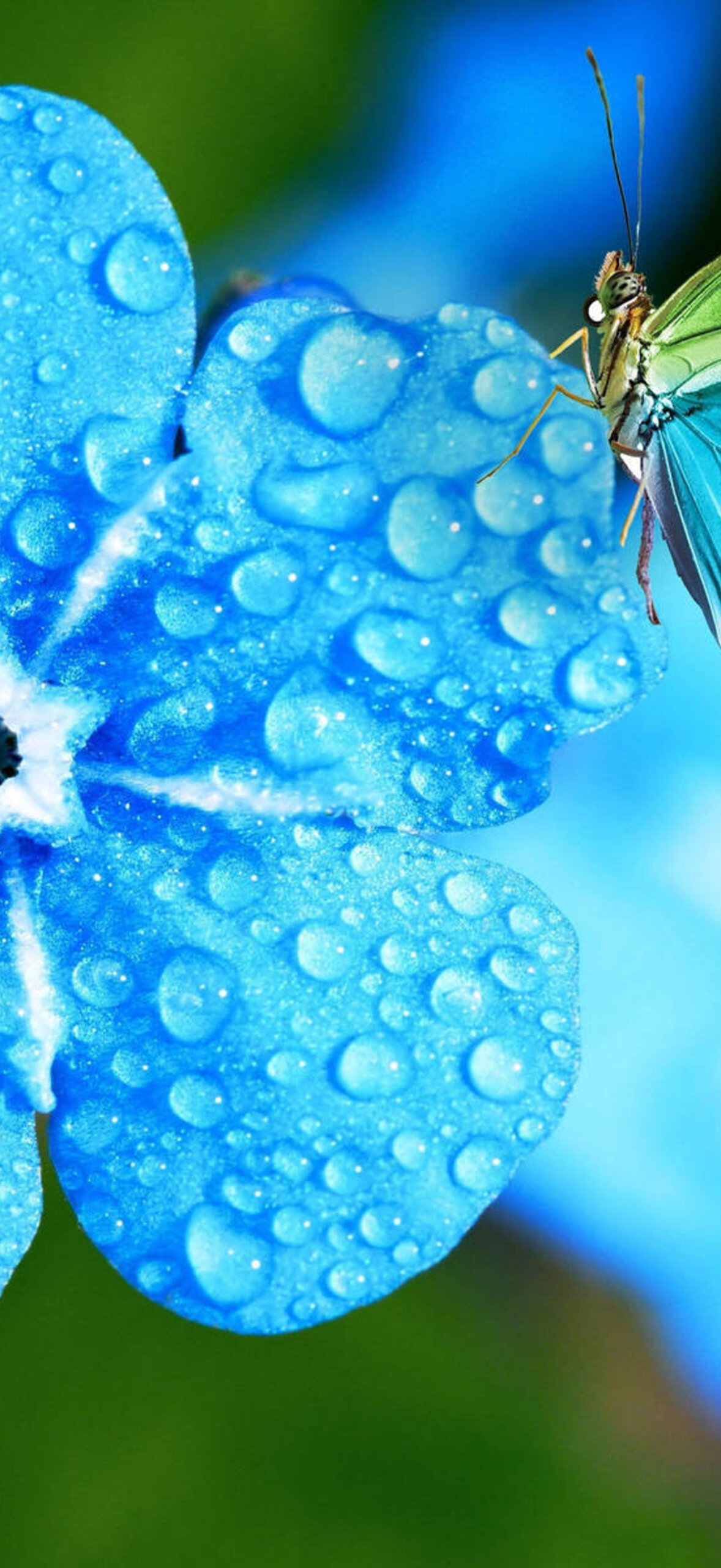 Butterfly On Flower Drenched In Water Droplets T65Csna92Skezt8F.Jpg