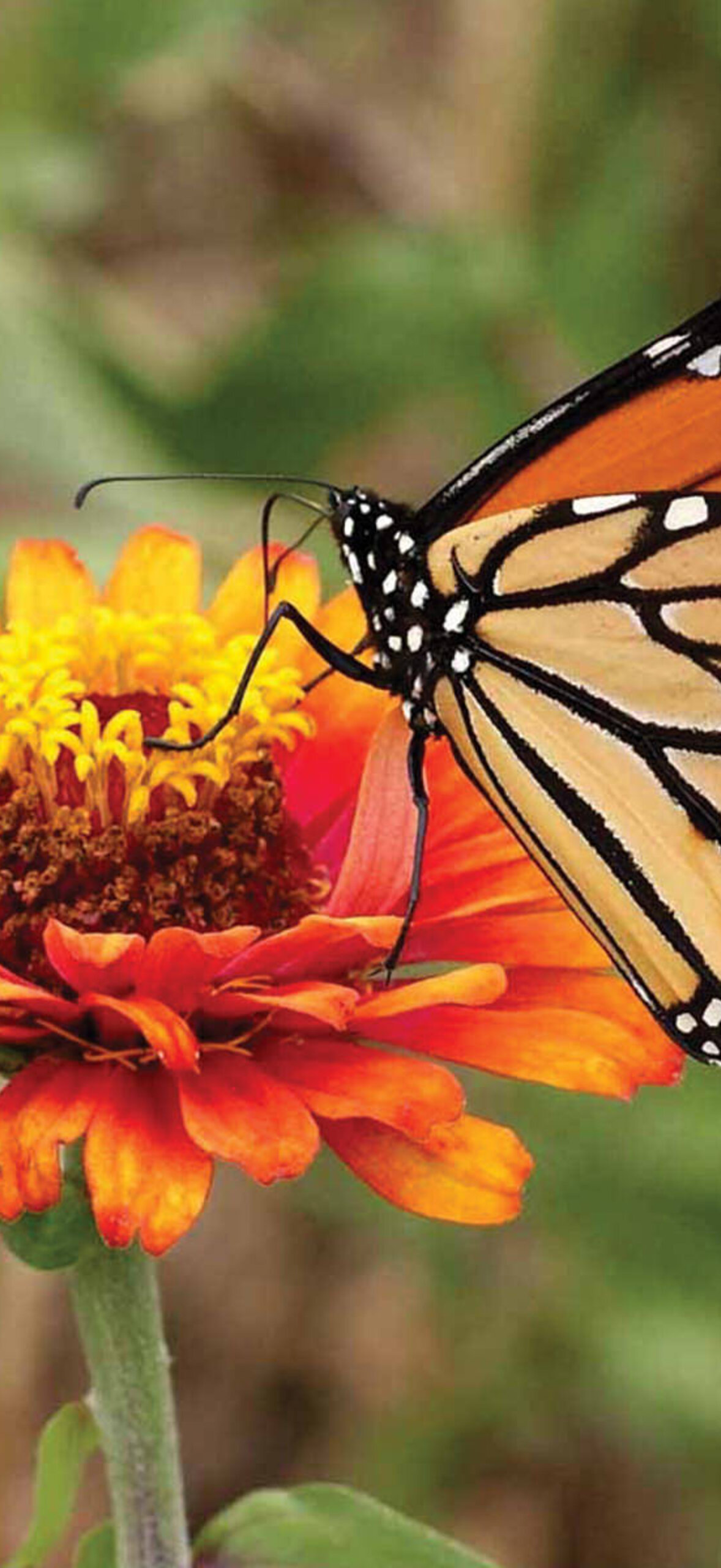 Butterfly-On-Orange-Flower-C0Rb95T6Wd06C7Ct