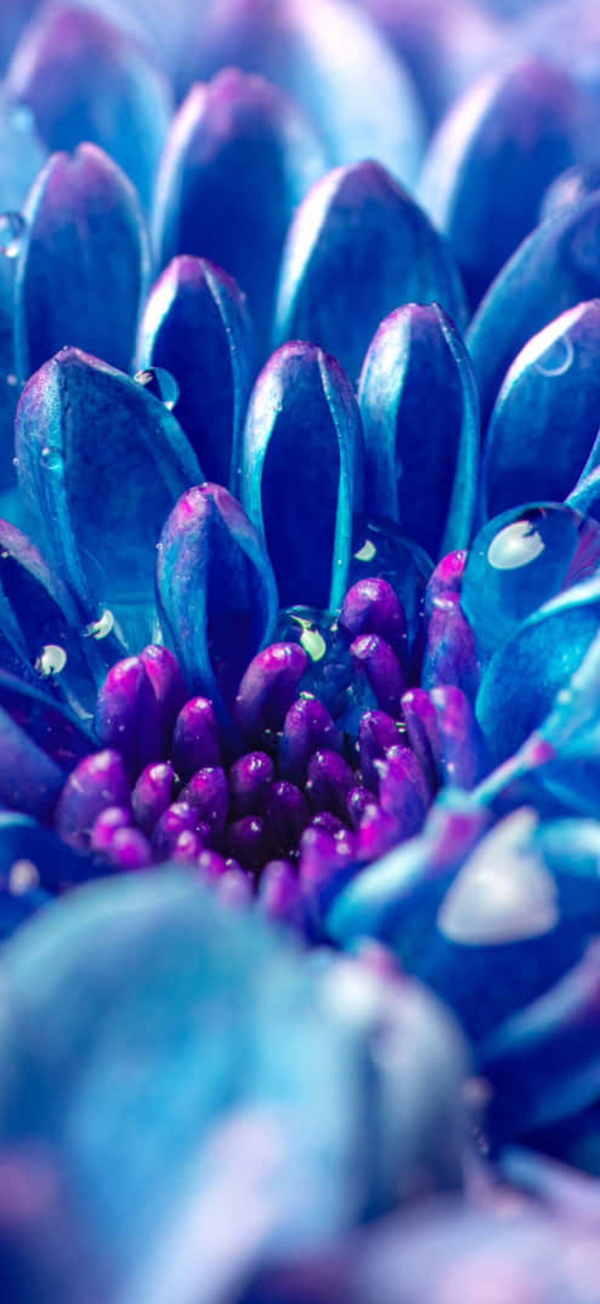 Close Up Blue Dahlia Flower Stfpuaj6Ne79Rdhi.Jpg