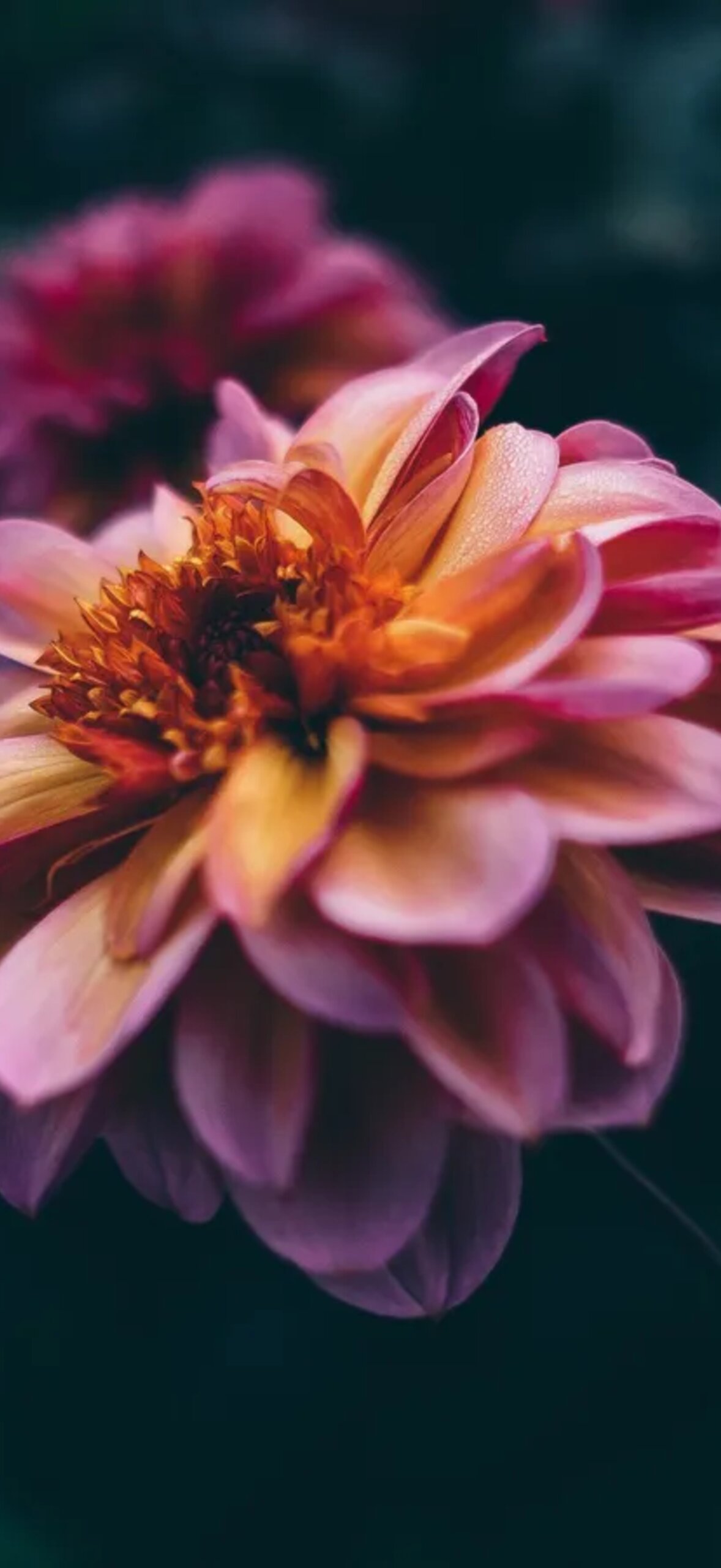 Close Up Dahlia Flower Pink Petals 07Mvuk6Nab86Gsns.Jpg