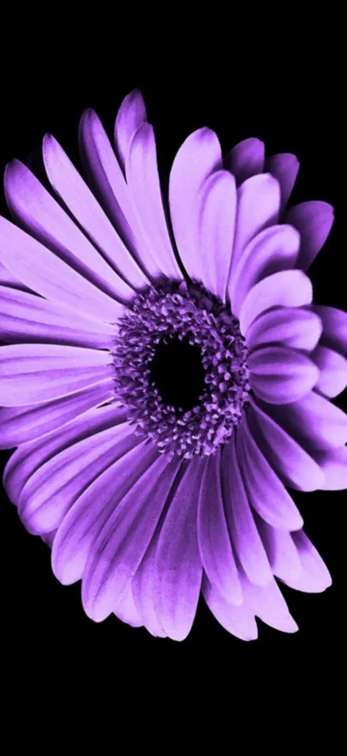 Close Up Daisy Phone Yb9Ecpz3C215Wzqh.Jpg