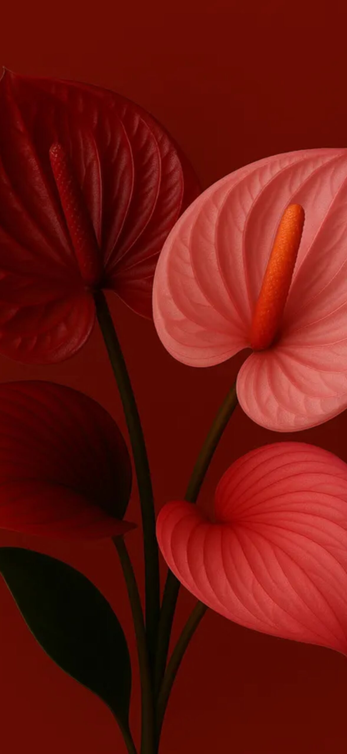 Close Up Of Anthuriums Zpmk60Bxyytq34Mk.Jpg