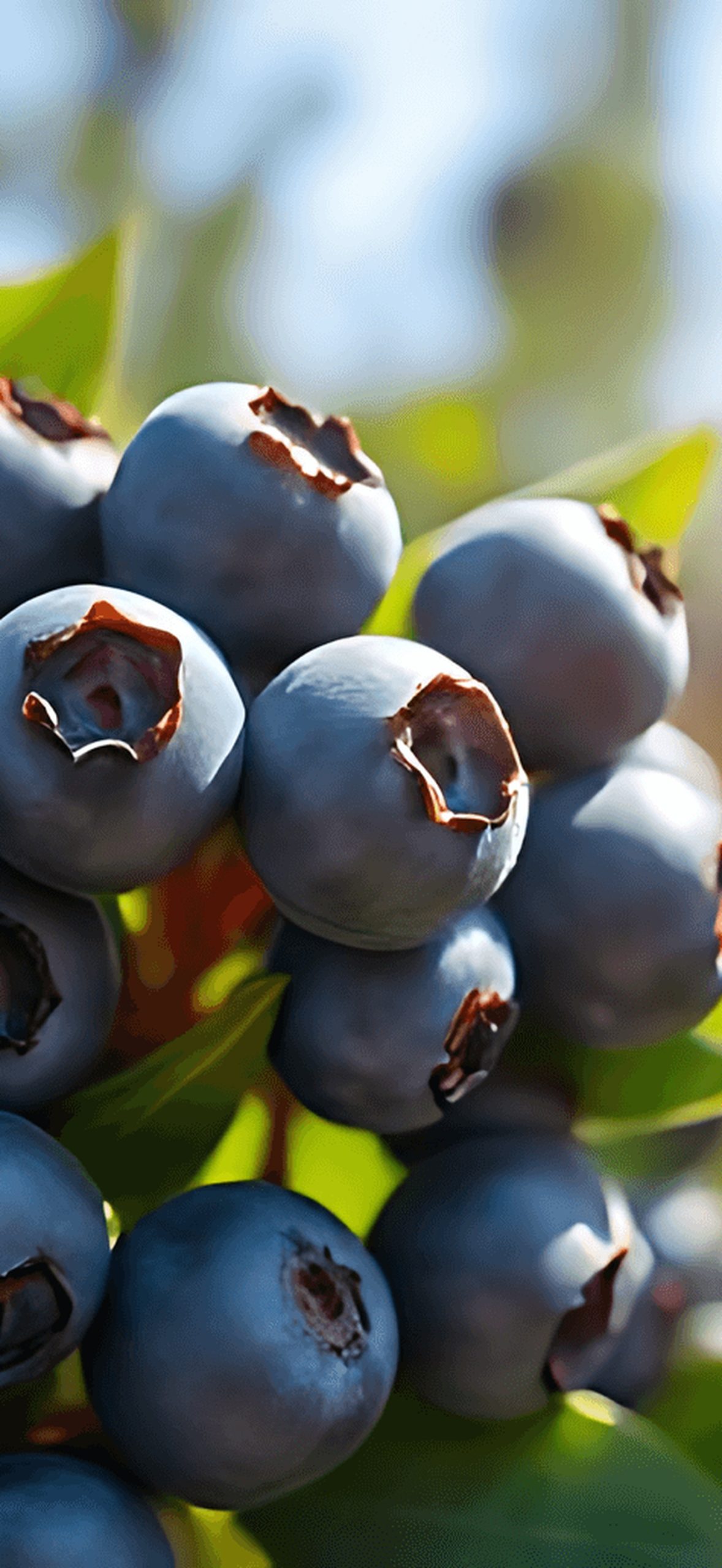 Close up of Ripe Blueberries on the Bush
