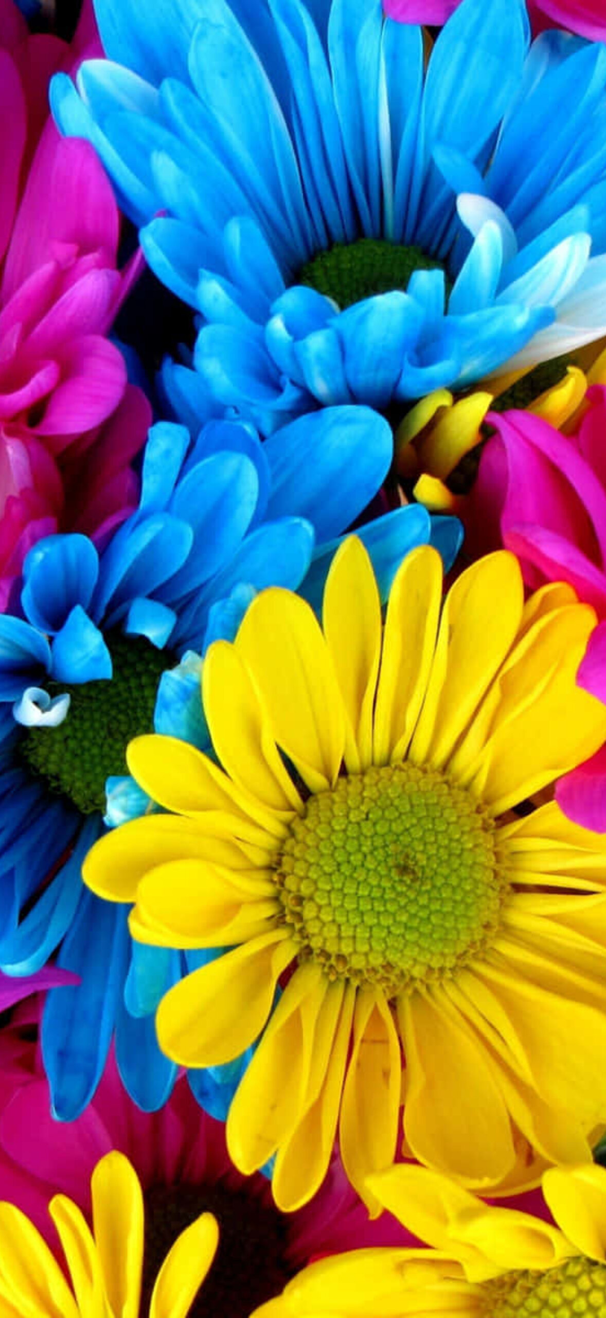 Colorful Daisies Cn87Ks8Zzxcy0N4S.Jpg