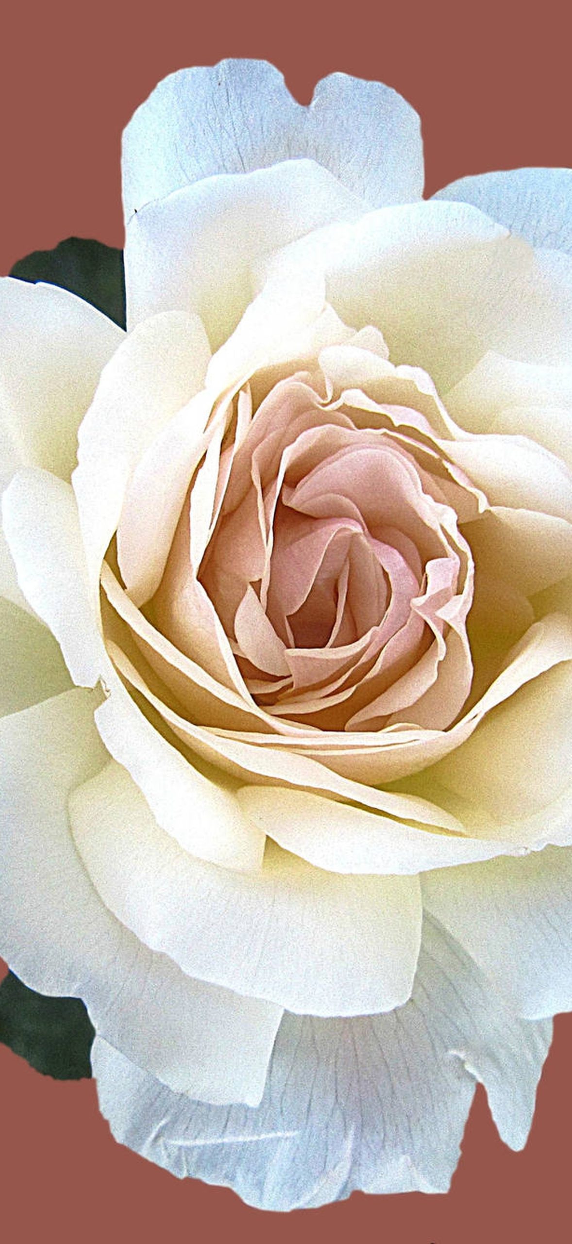 Cream White Roses 183p6agypx3naemu