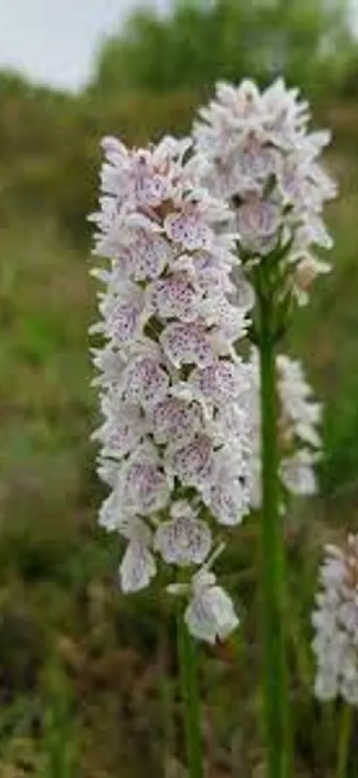 Dactylorhiza Fuchsii Orchid Variety Ec6O3W0Glqblteot.Jpg
