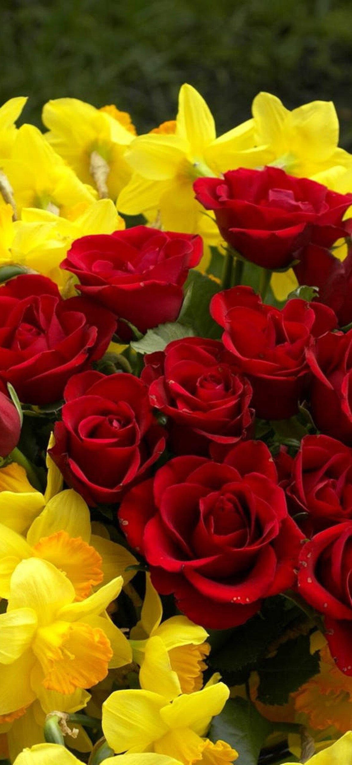 Daffodils And Roses Flower Desktop Ath4Pe8X2Lw2Efxz.Jpg