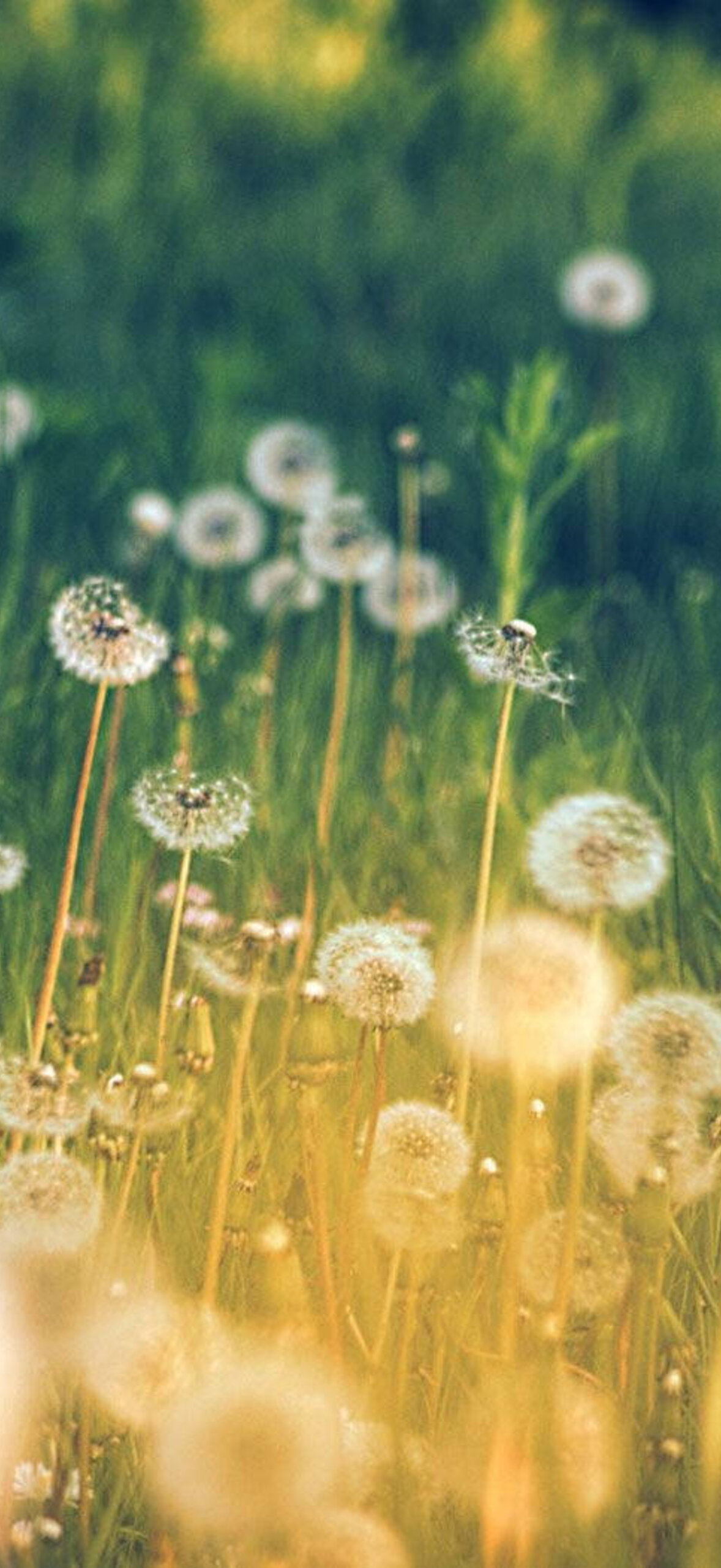 Dandelion Flower Field Ne35Ez7Irtgscewm.Jpg