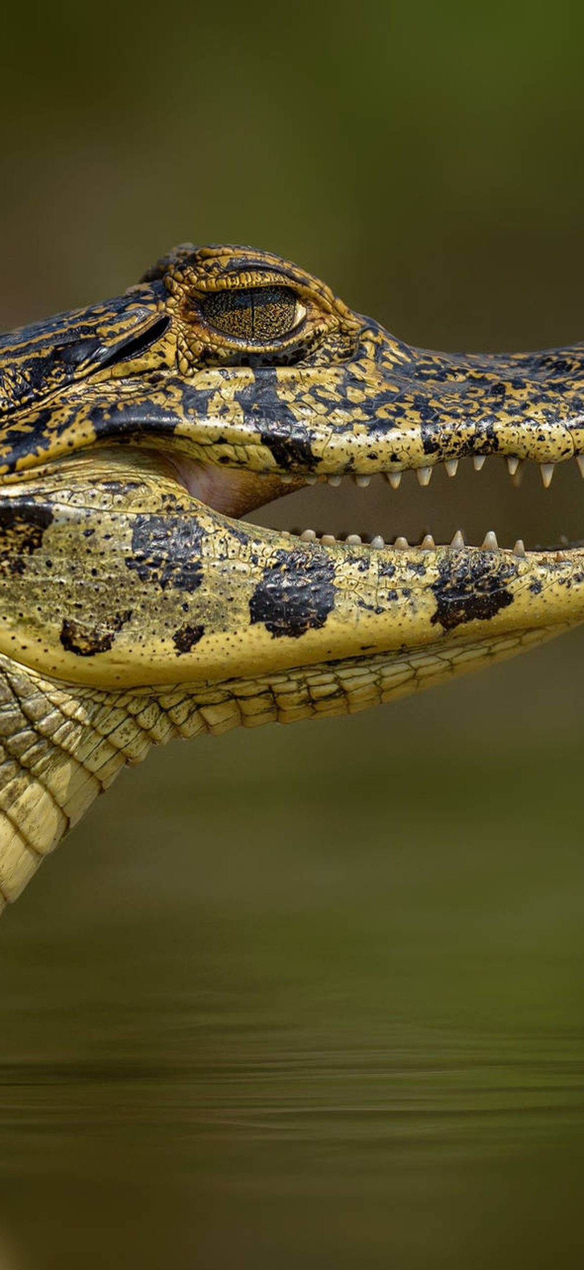 Dotted Caiman in Bokeh Pwmejvoaabzxg5tj