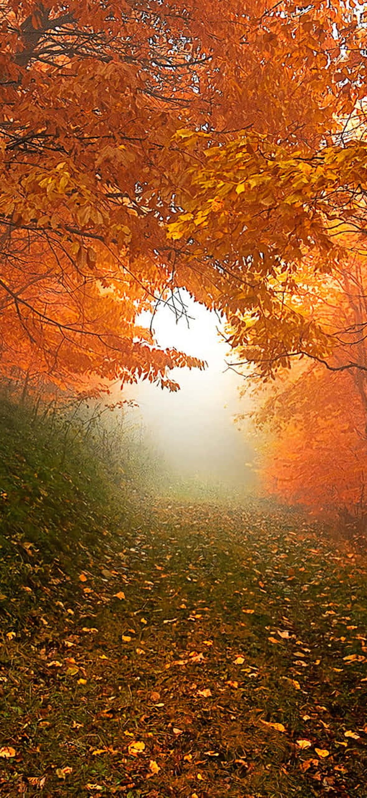 Early Fall Otqfeknyhbwxafmj
