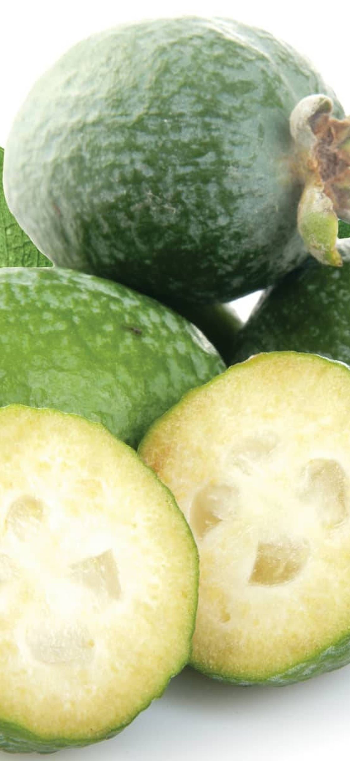 Feijoas Prime in Autumn 92w223q9wfwsi2cg