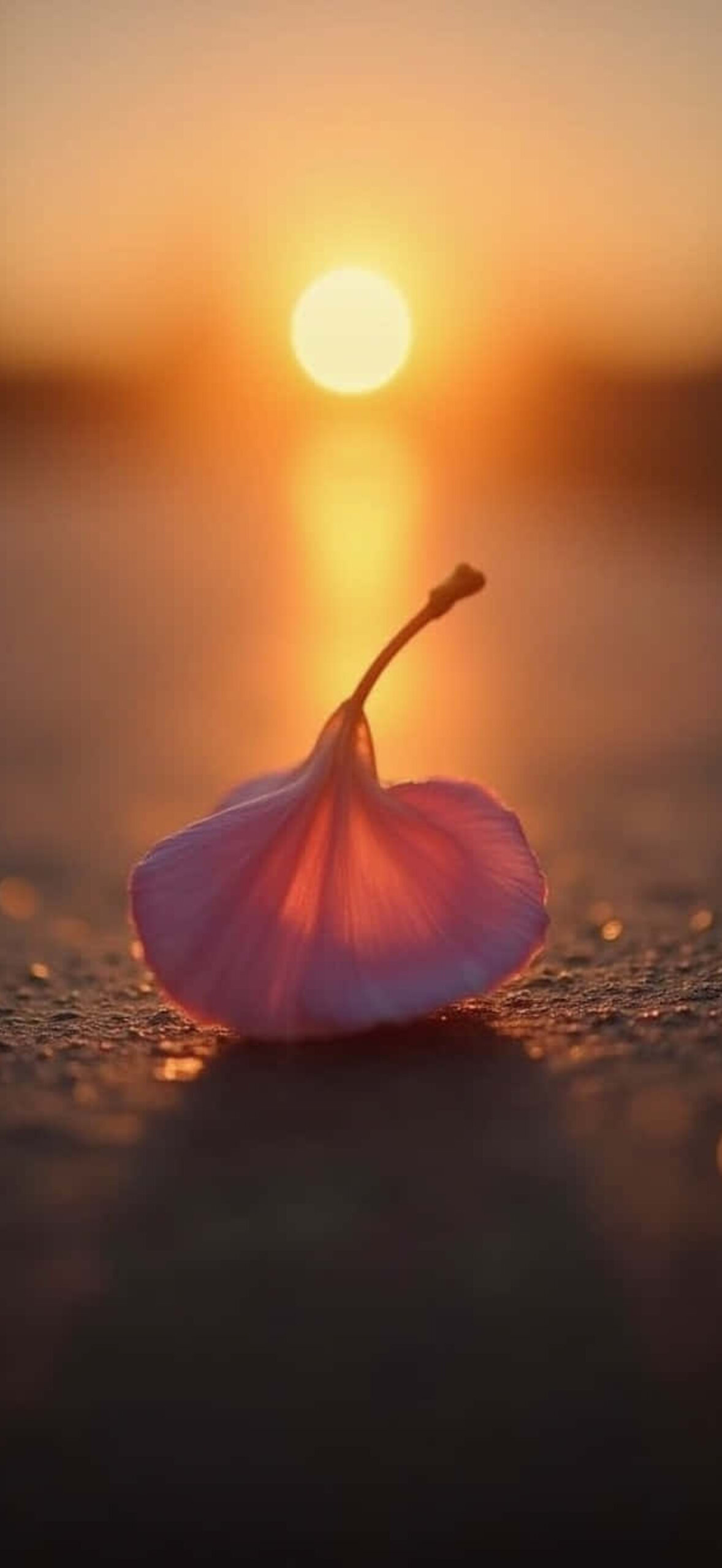 Flower-1543Vost2F6Yxaqs