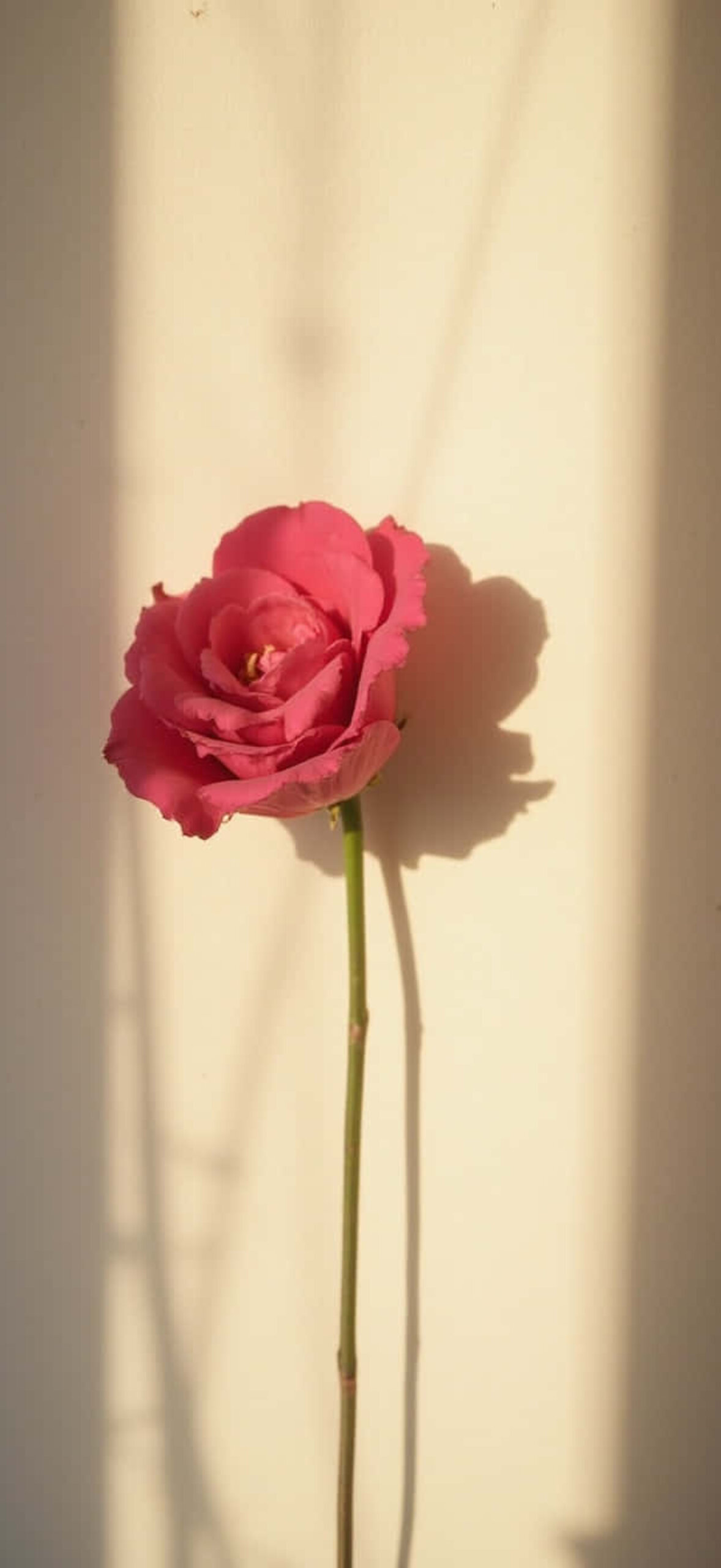 Flower Wallpaper for iPhone 17 - flower-2icv0anjisrtpc4a.jpg