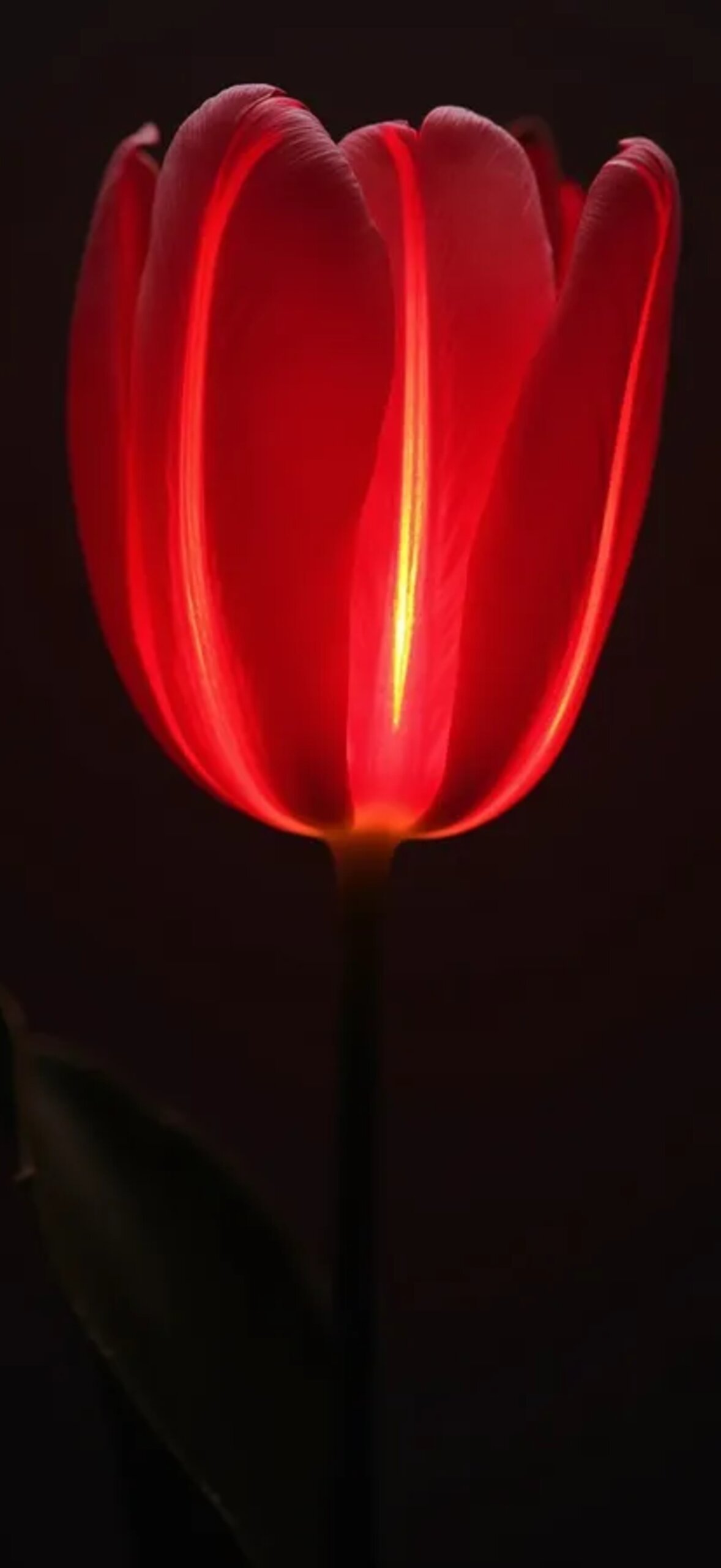 Flower 2W6Nuo6Kt1Fllyqr.Jpg