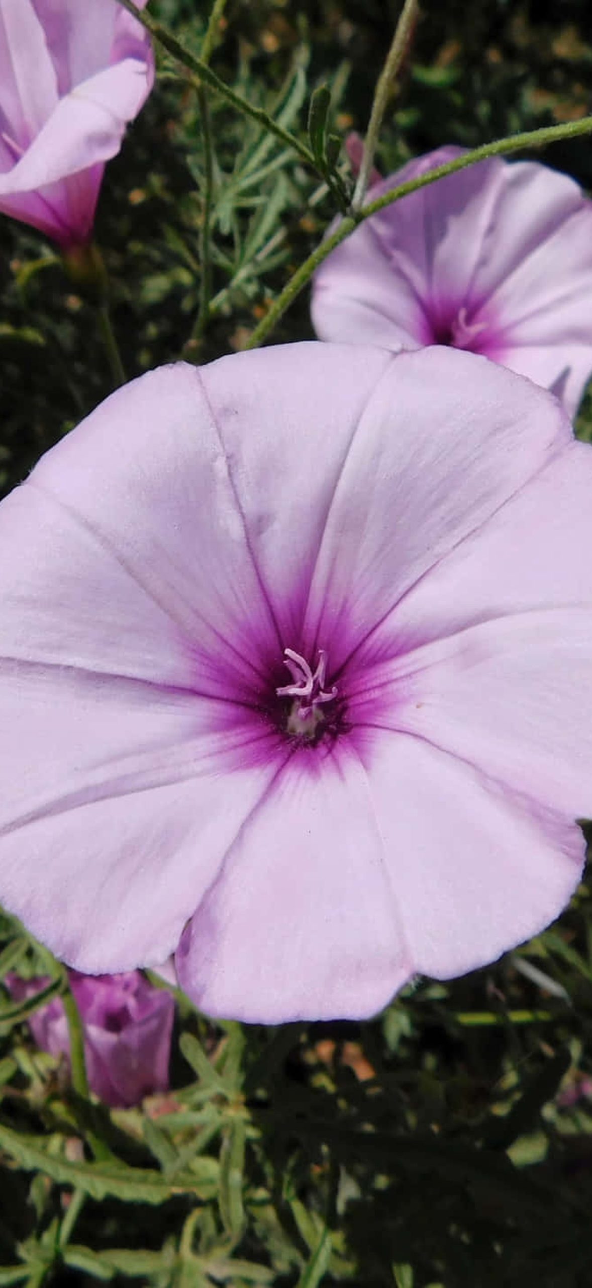 Flower 2wx26nyb2x3c2aby