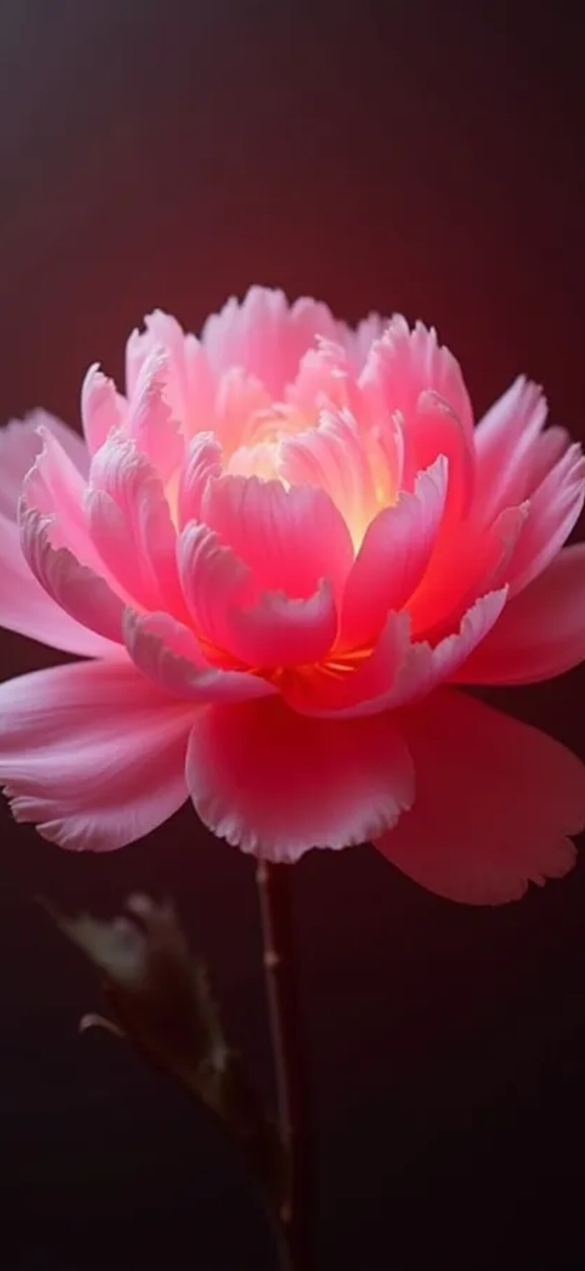 Flower F0Wsnhx8Lcdn2Fpf.Jpg