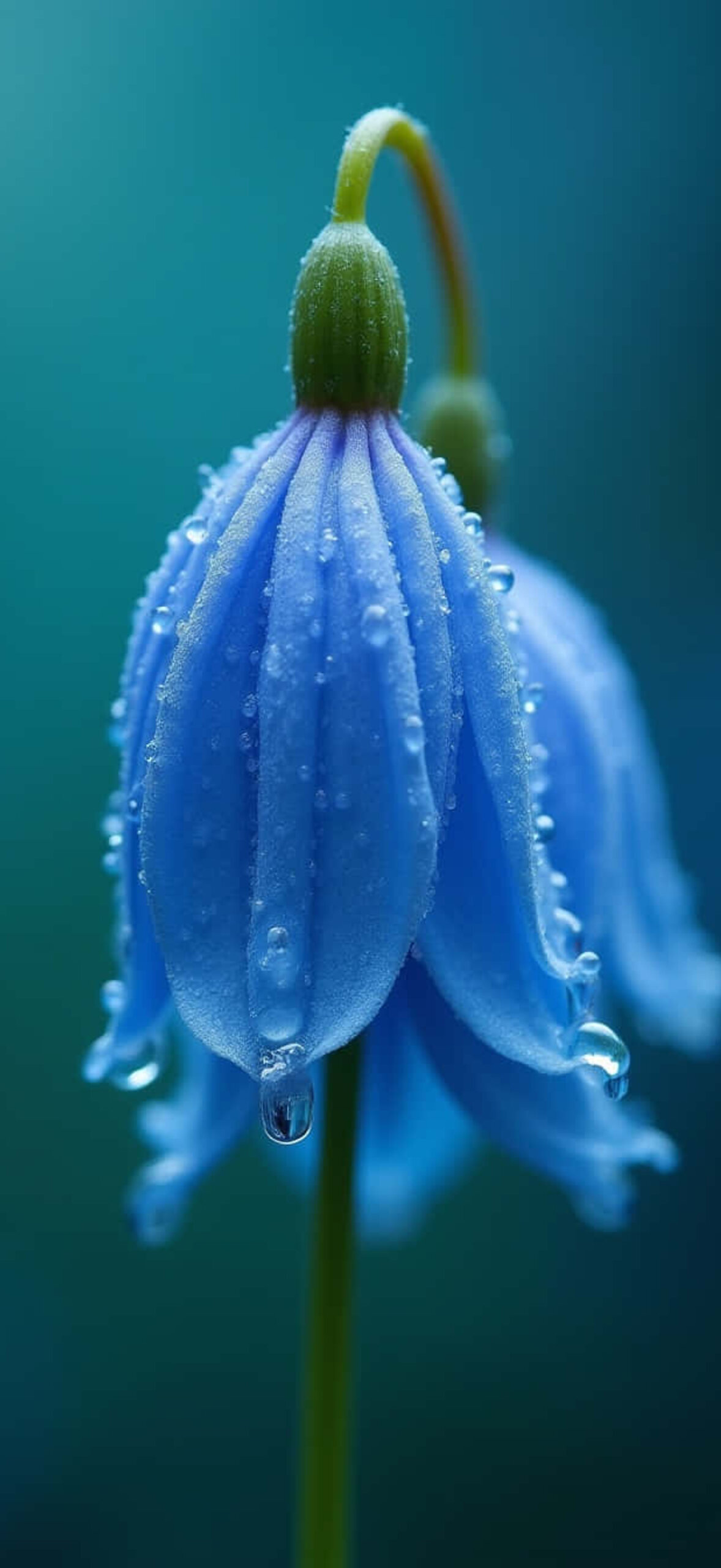 Flower-Oejyomqav3G5Plq0
