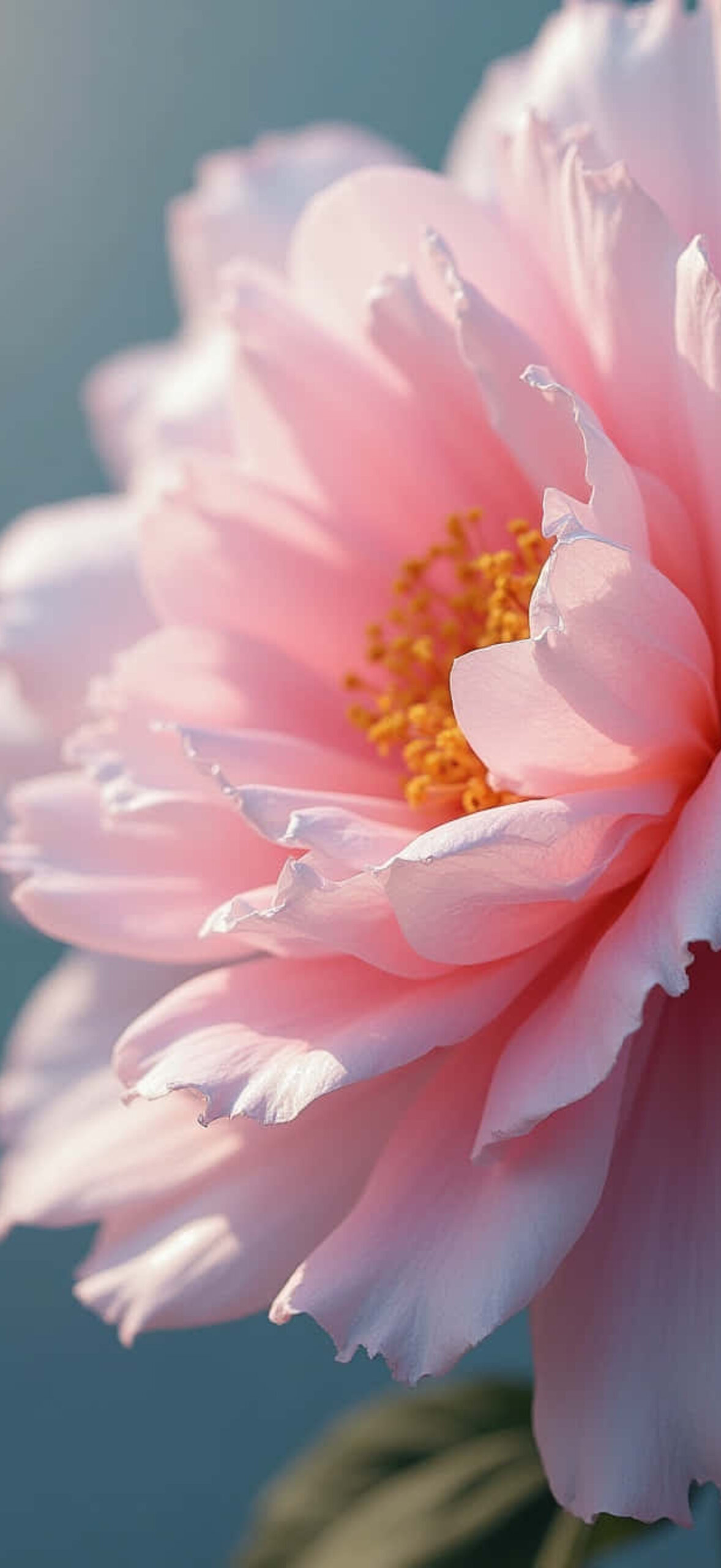 Flower-Tcvmfi7M4Wu6T2Vq