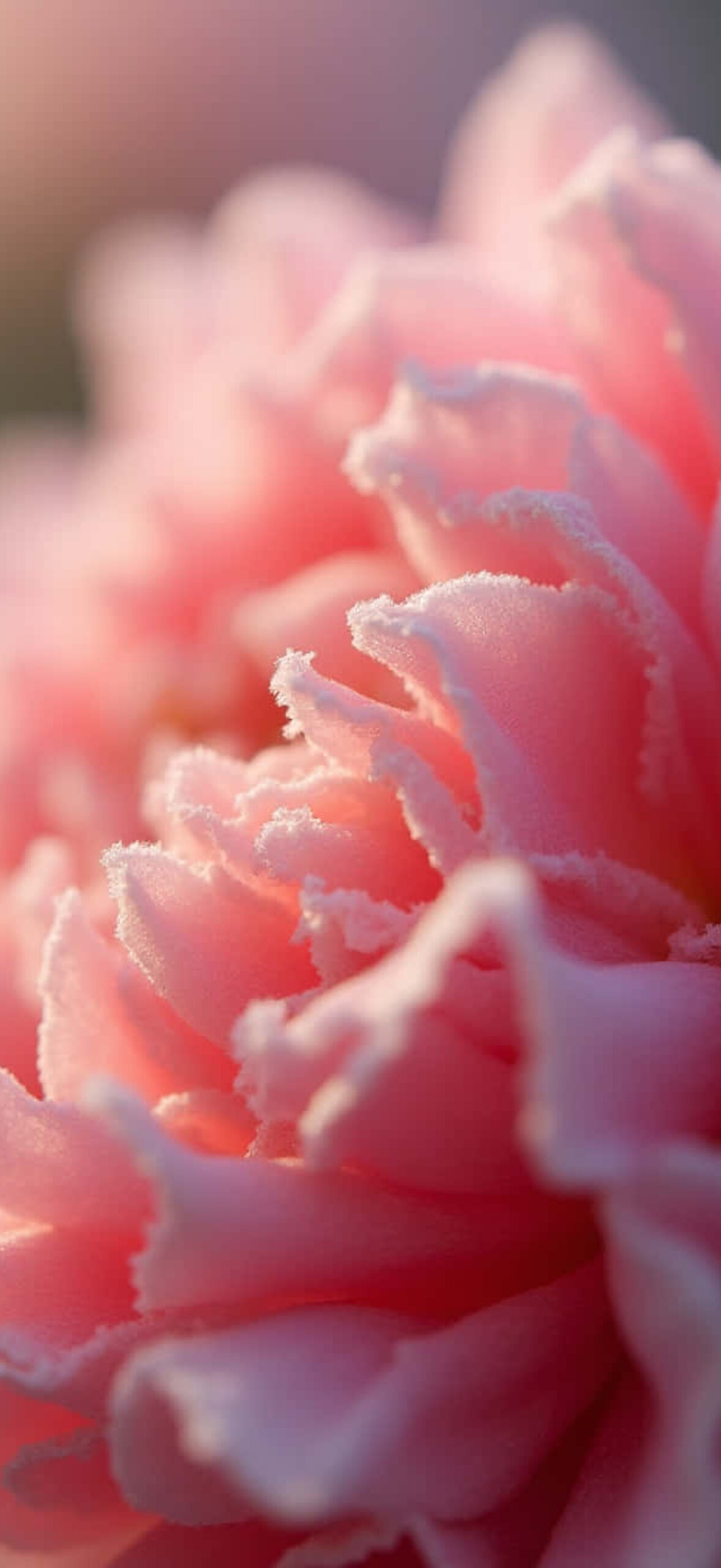 Flower-Xkj76Zjswwzwx046