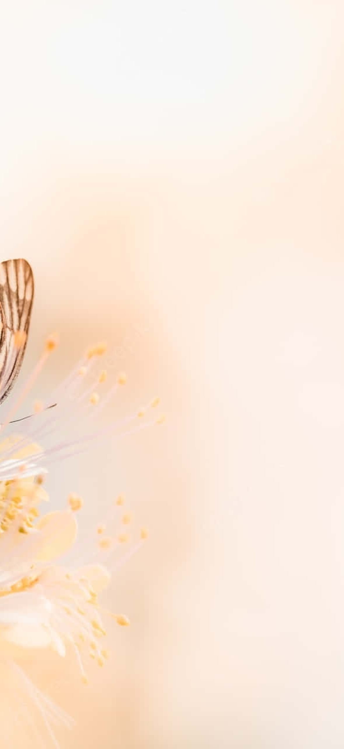 Flowers and Butterflies 635eyz3r50ebb23f
