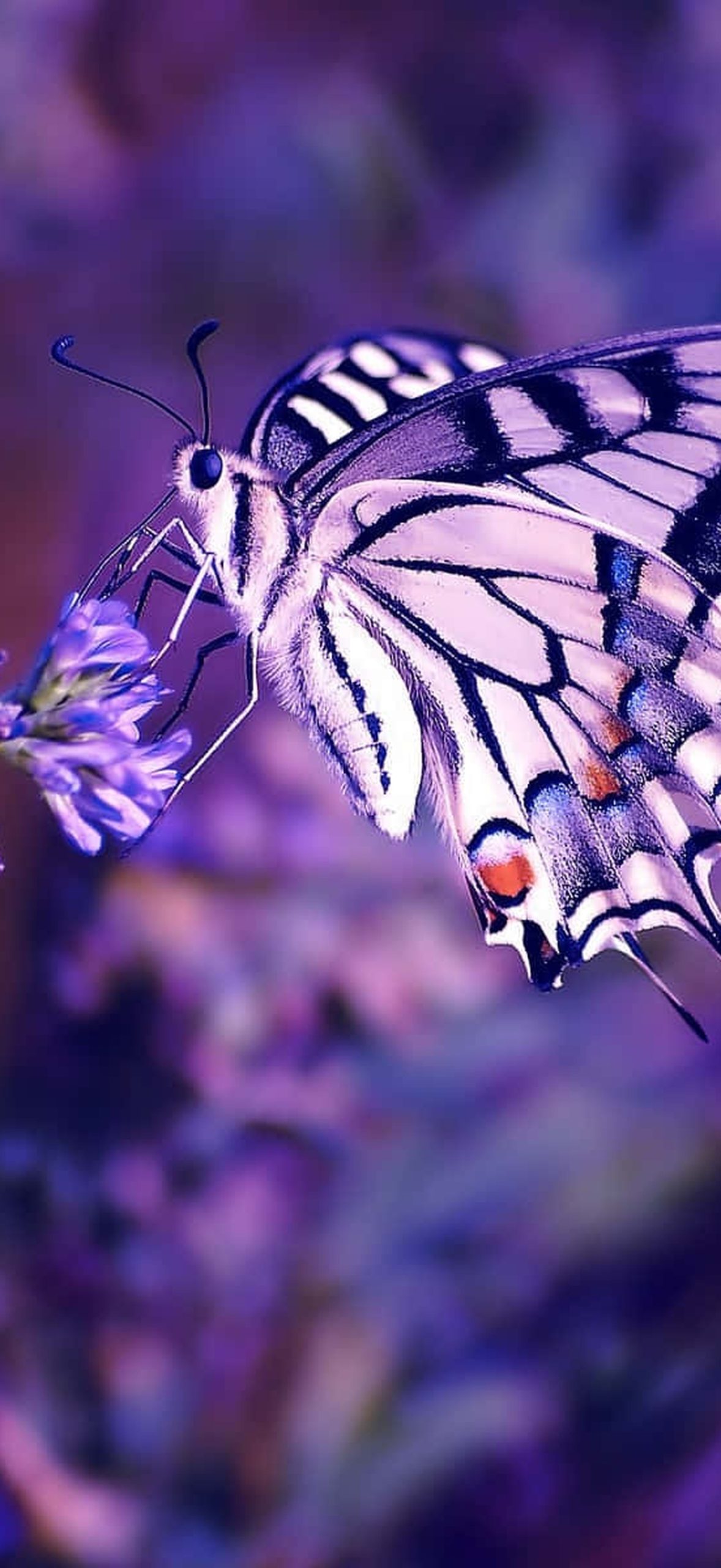 Flowers and Butterflies Tmqht80w86tuxn4l