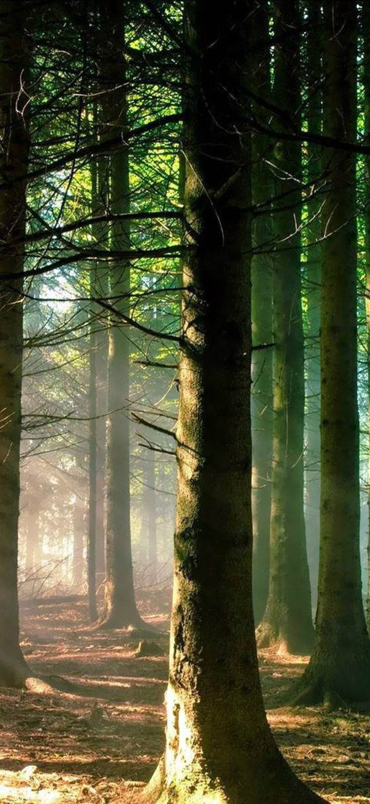 Green Light Forest Background 5x0vldsotdg3akmr