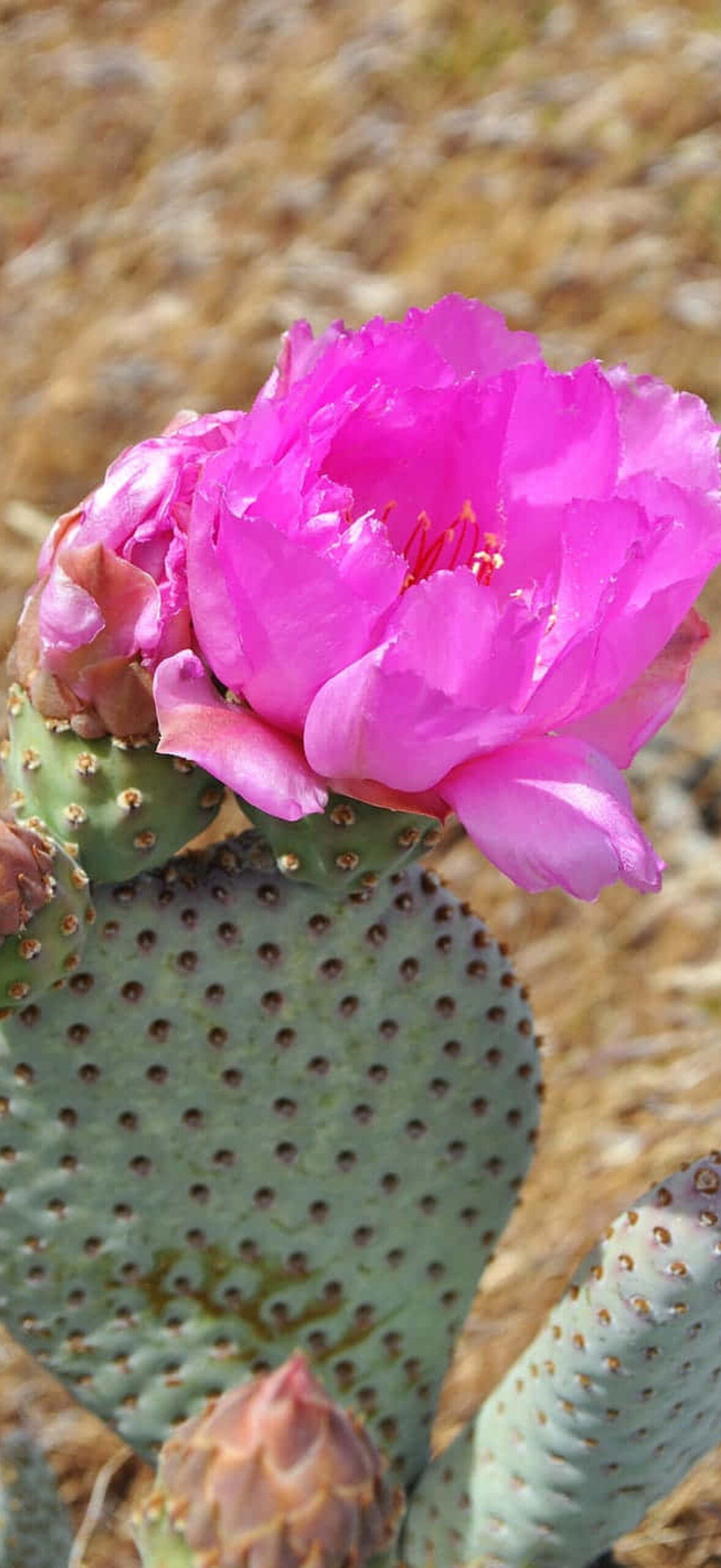 Flower Wallpaper for iPhone 17 - huge-prickly-pear-cactus-flower-ncd9rkvqai3era07.jpg
