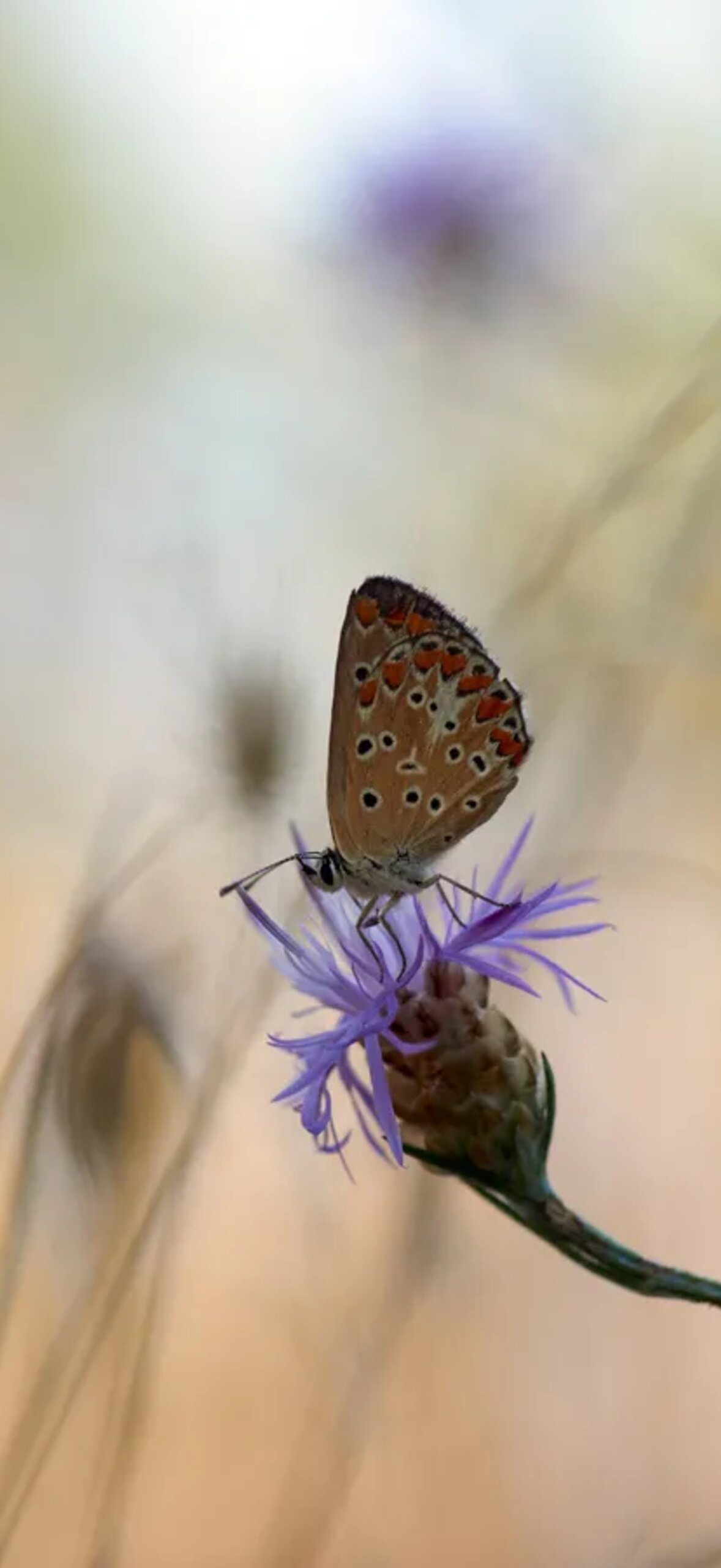 Karner Blue Butterfly Kmy9Ixebpil9Kxgh.Jpg