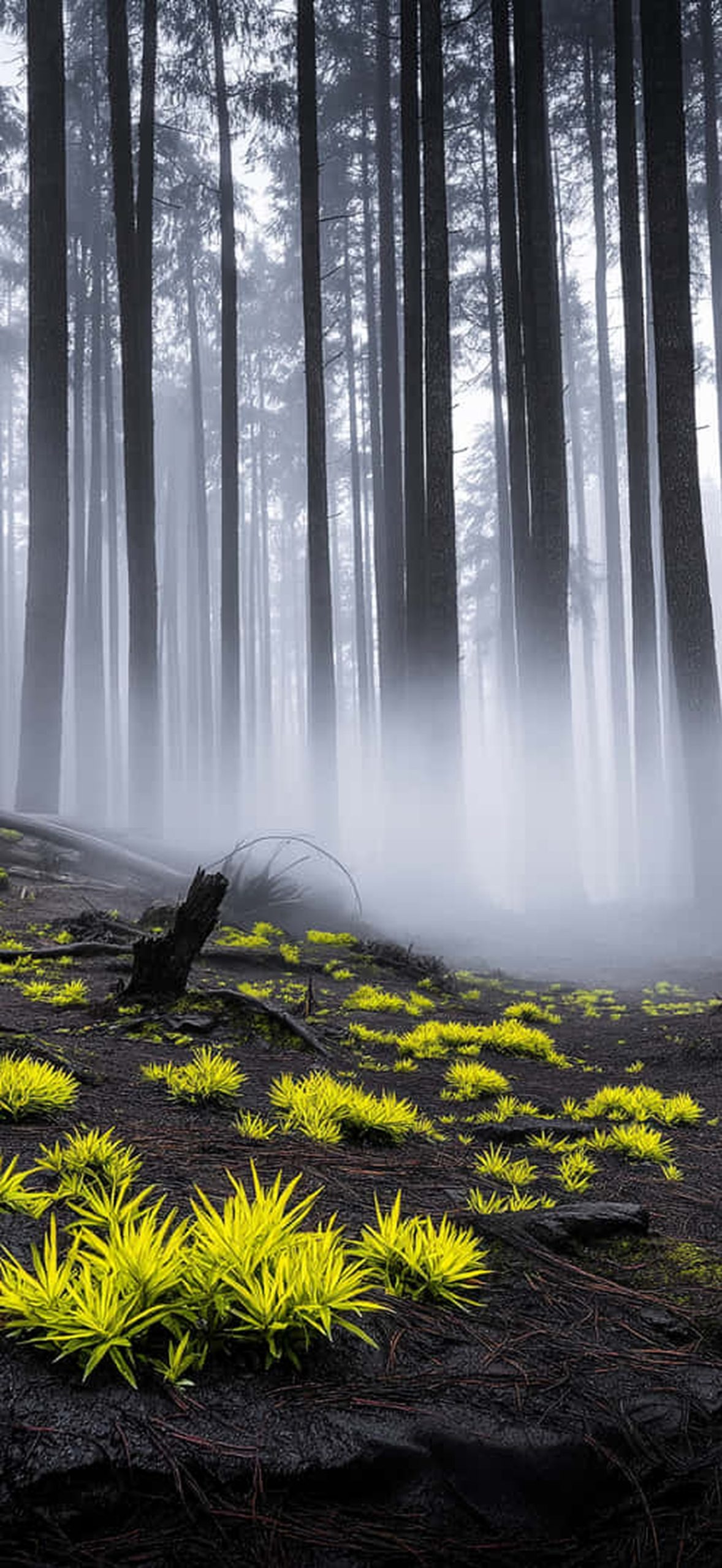 Misty Forest Floor with Vibrant Green Foliage Evlt3qfm8pwiozkh