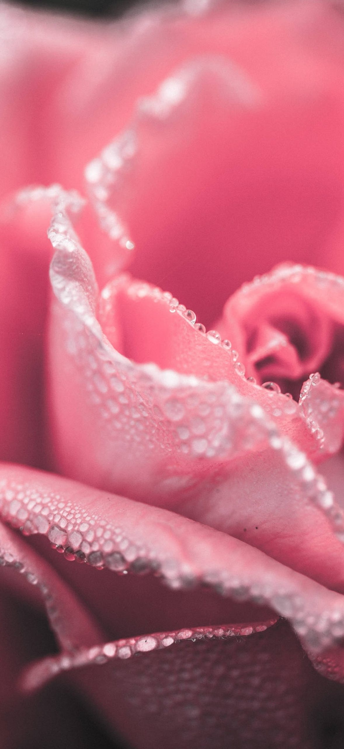 Misty Pink Roses Lejew2xdeg7kx8w9